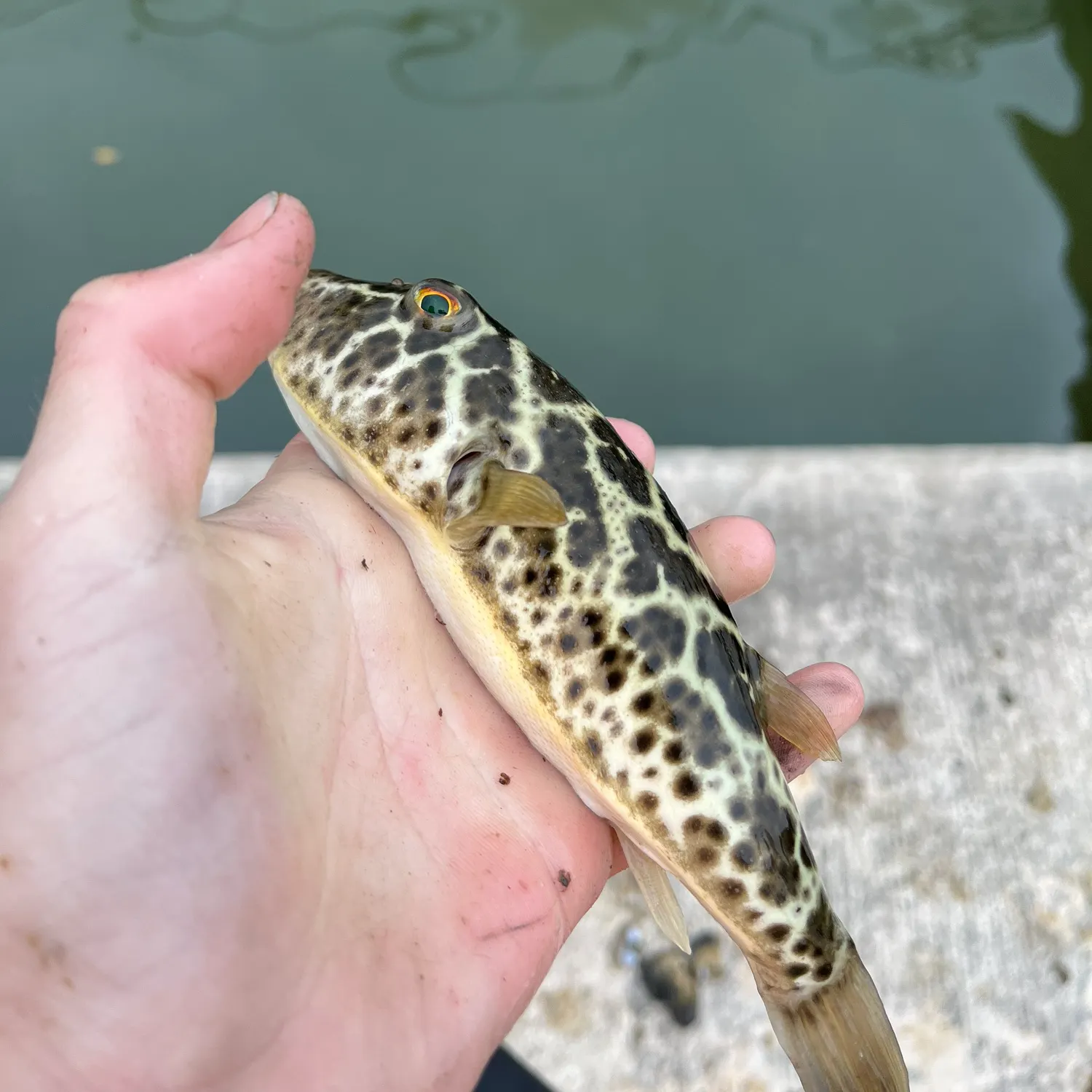 The most recent Checkered puffer catches on Fishbrain