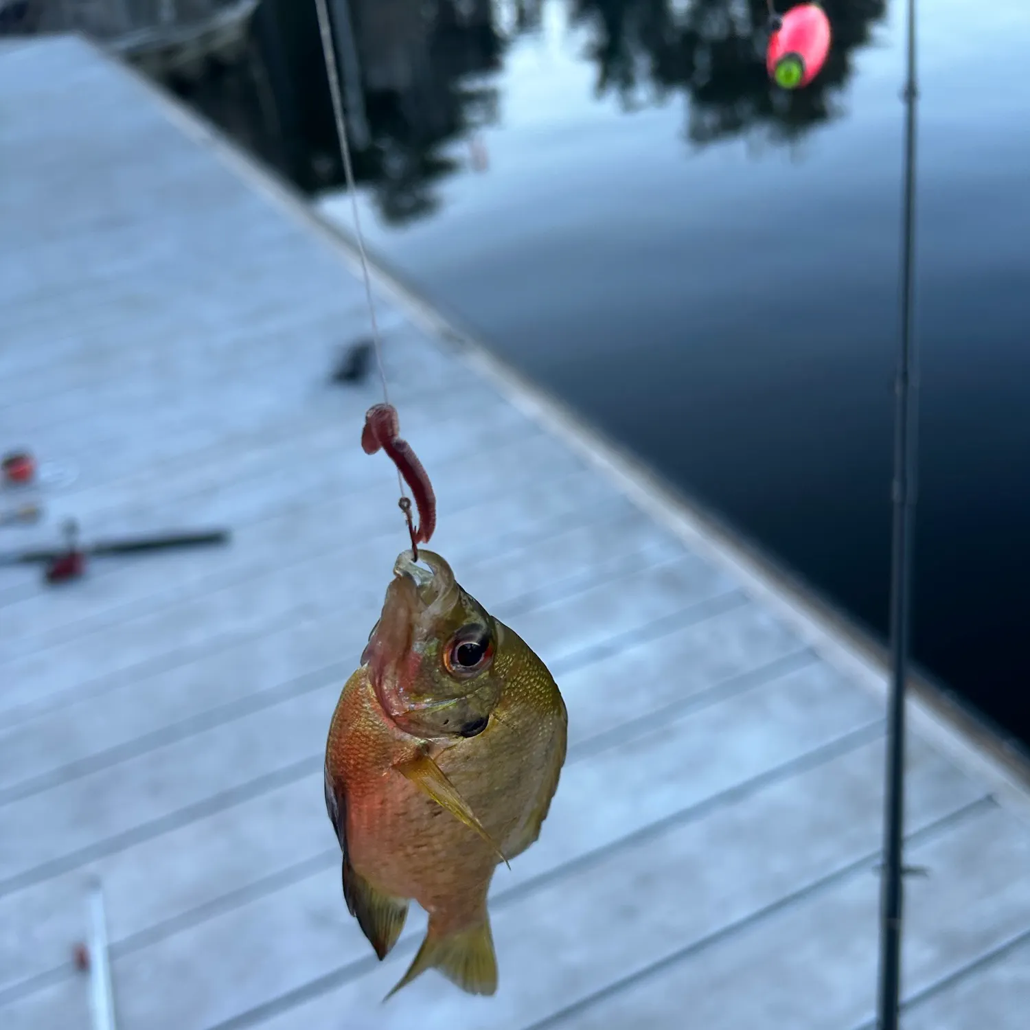 Bluegill caught on Fishbrain