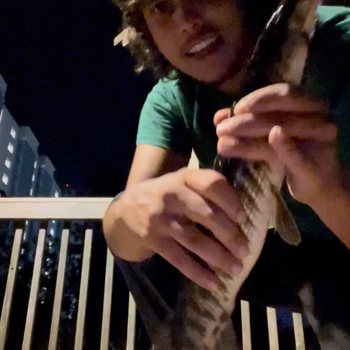 Spotted gar caught on Fishbrain