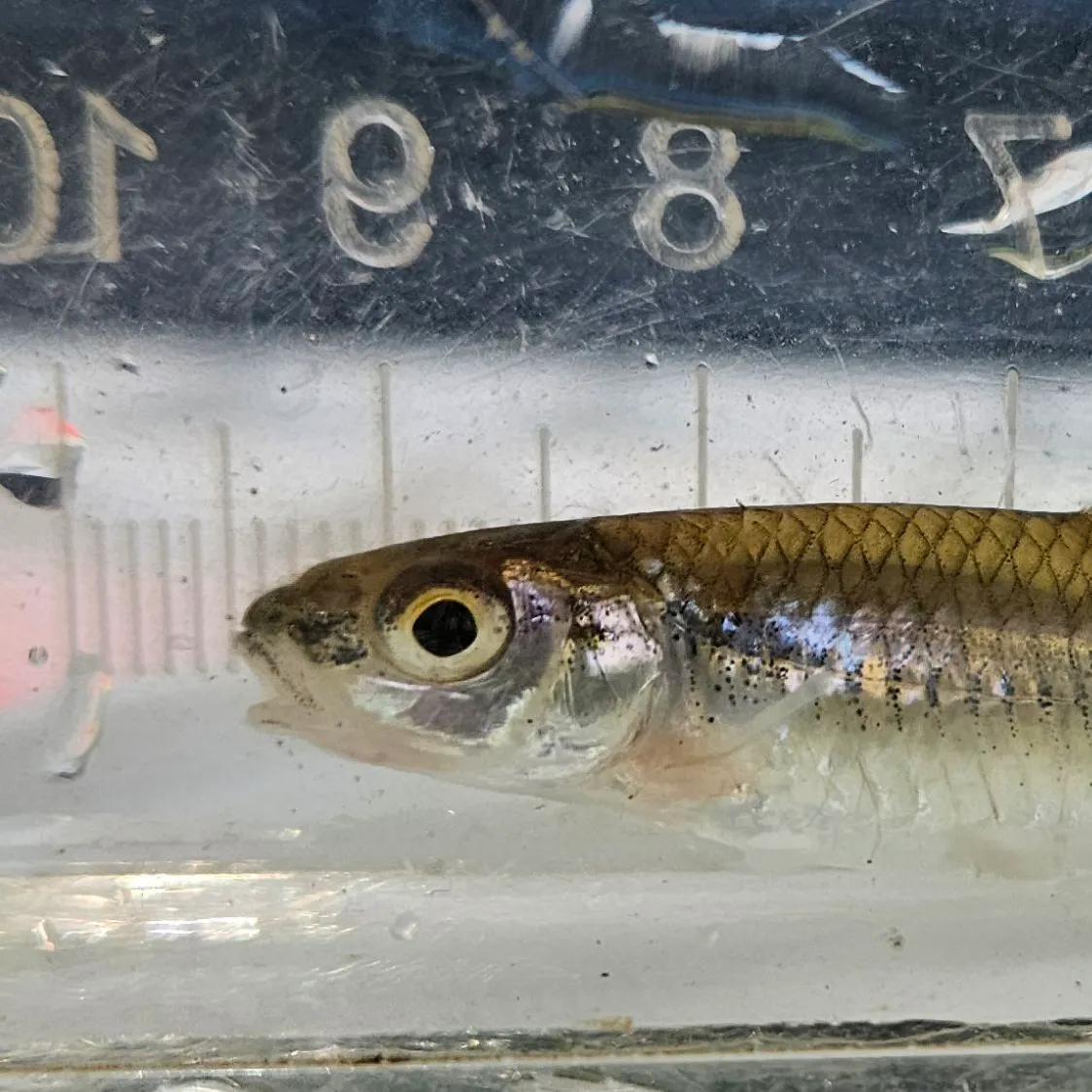The most recent Mimic shiner catches on Fishbrain