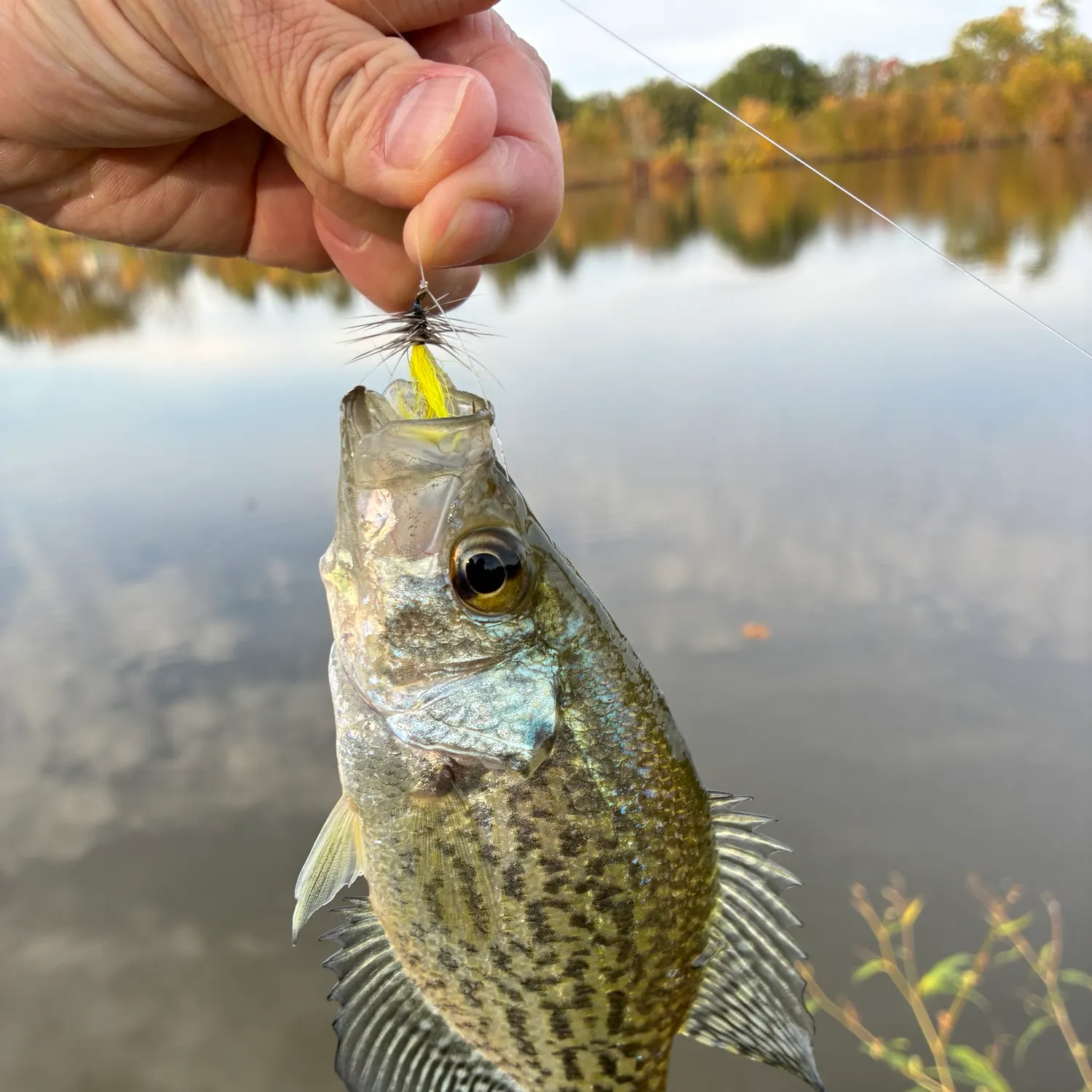 Black crappie caught on Fishbrain