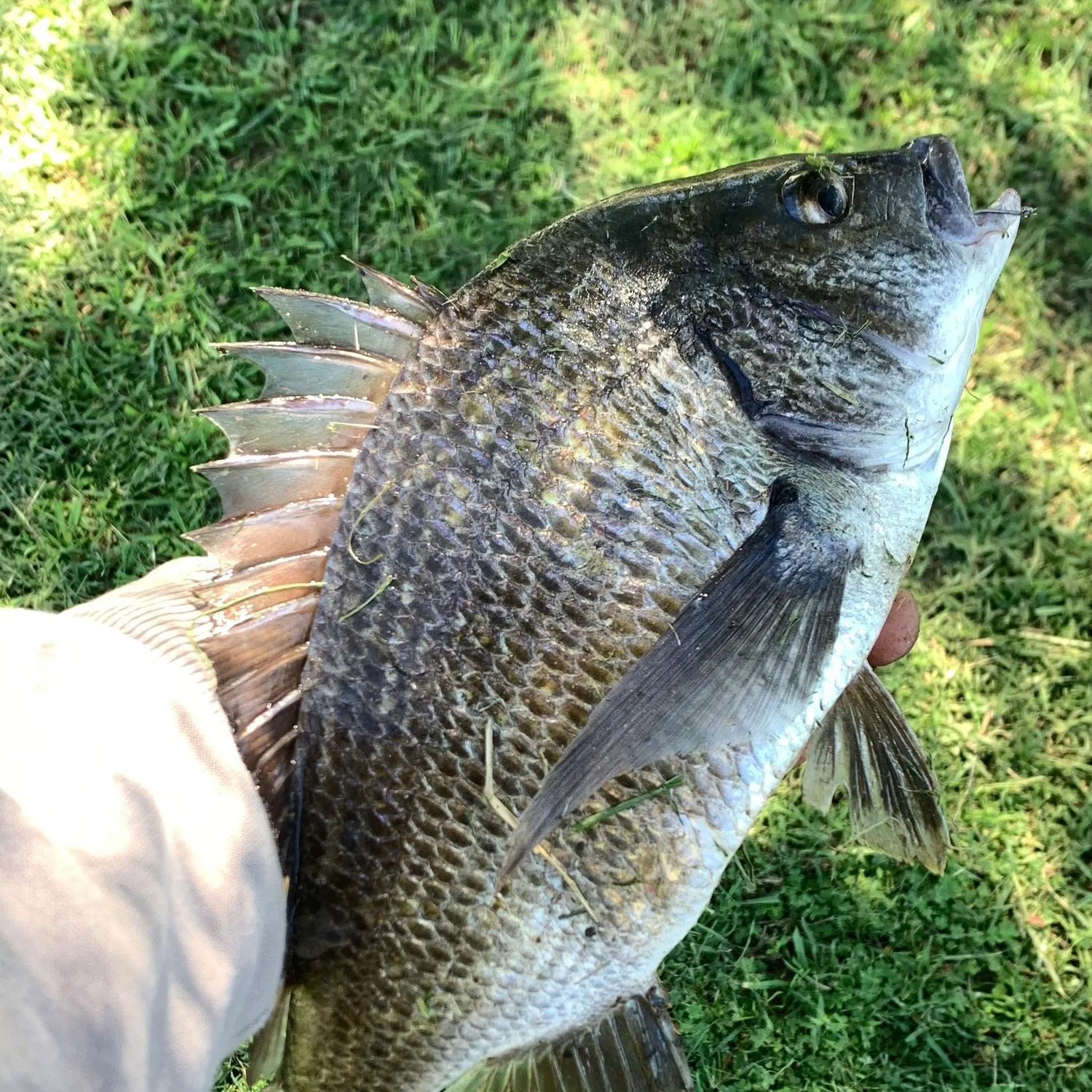 Southern black bream caught on Fishbrain