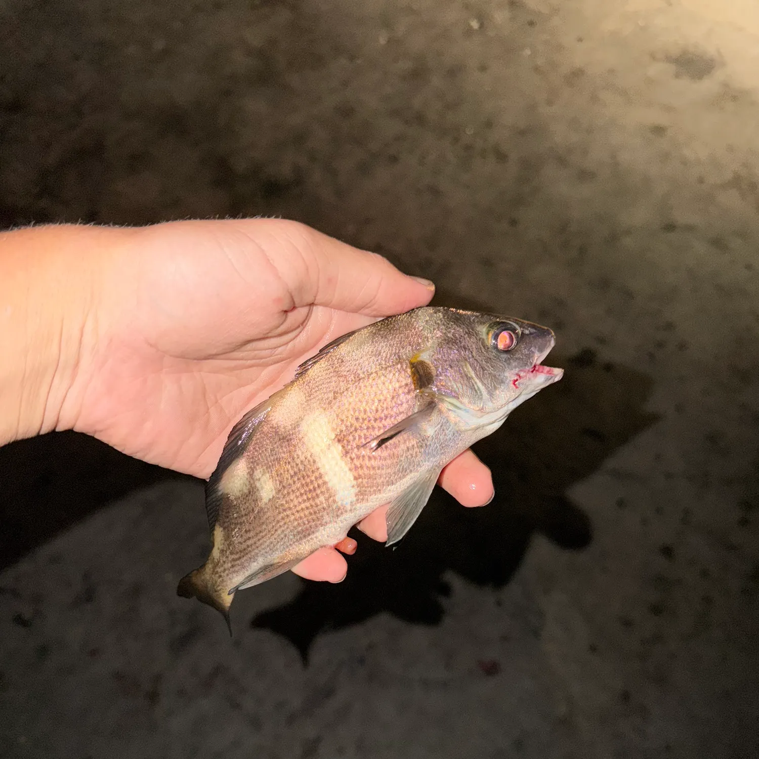 The most recent Black croaker catches on Fishbrain
