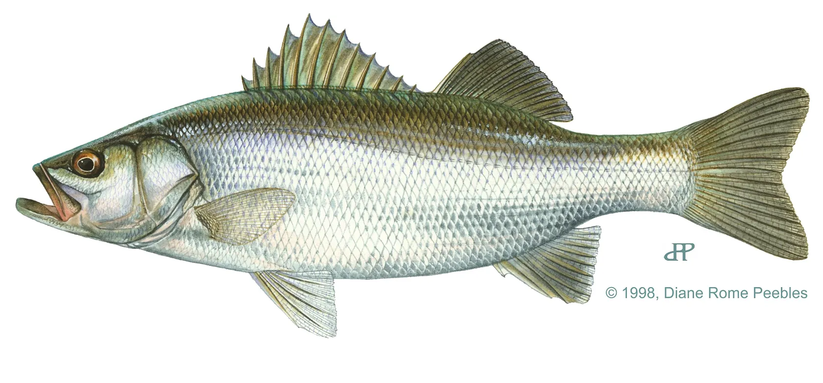 Blackfin seabass