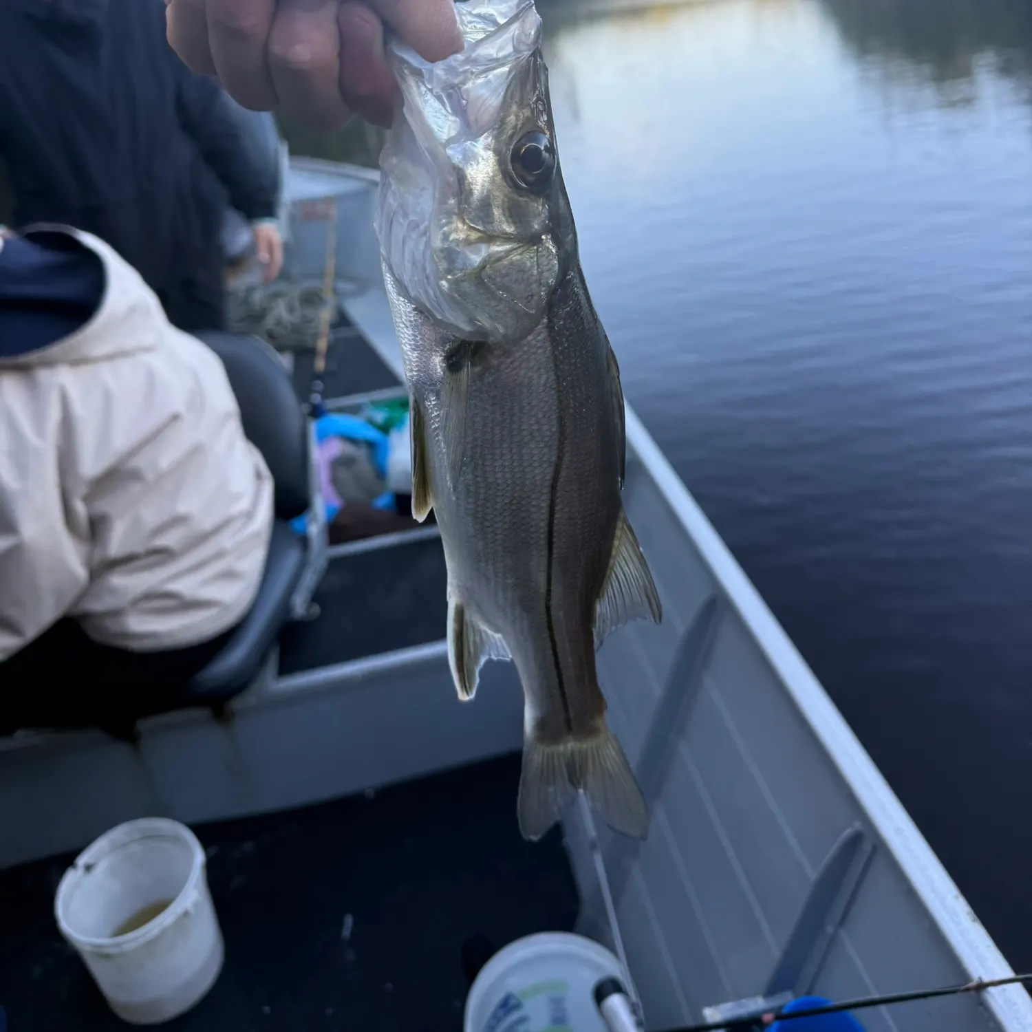 The most recent Fat snook catches on Fishbrain