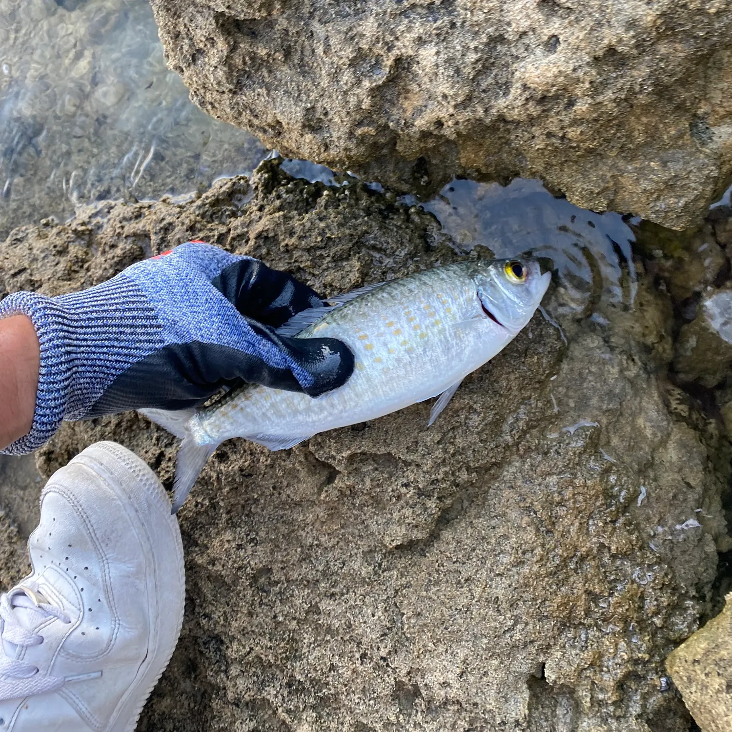 The most recent Australian ruff catches on Fishbrain