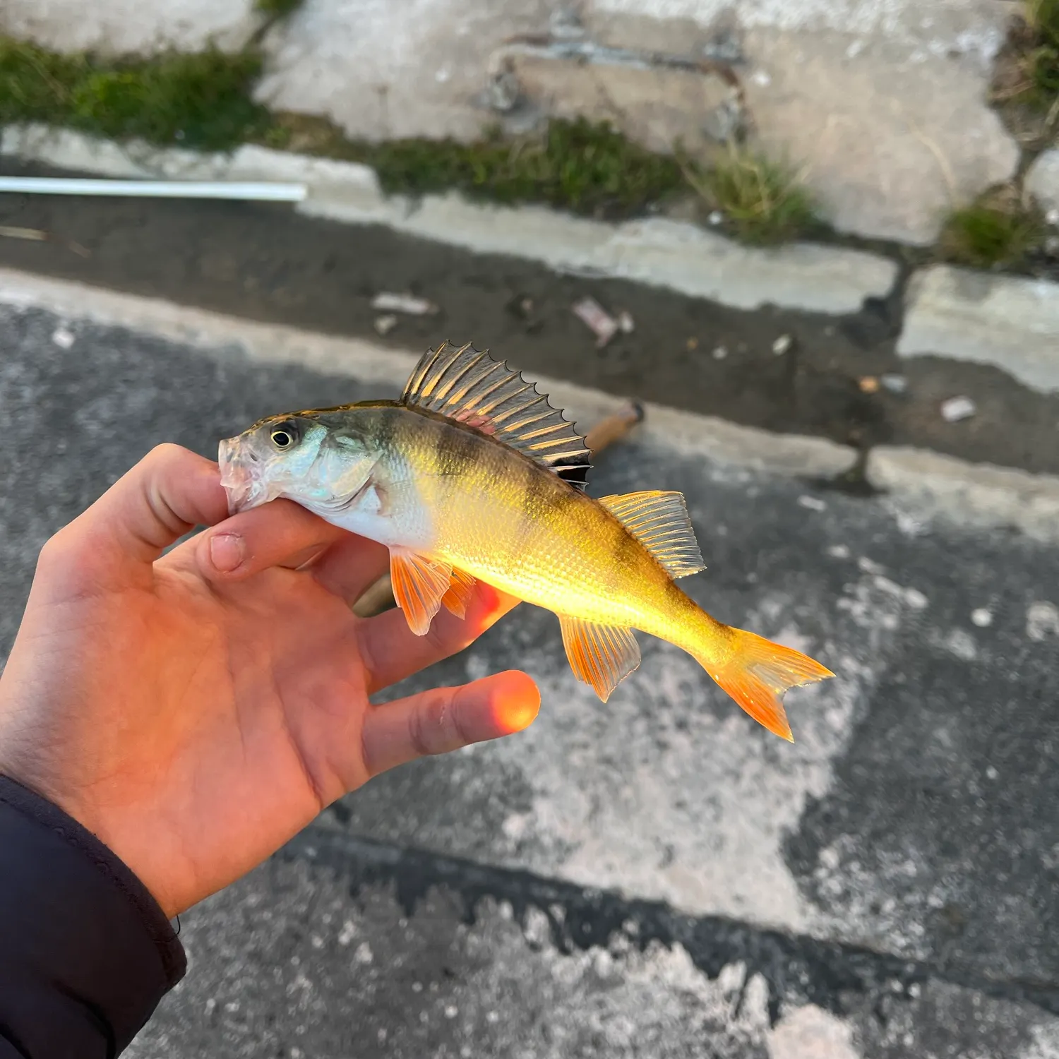 European perch caught on Fishbrain