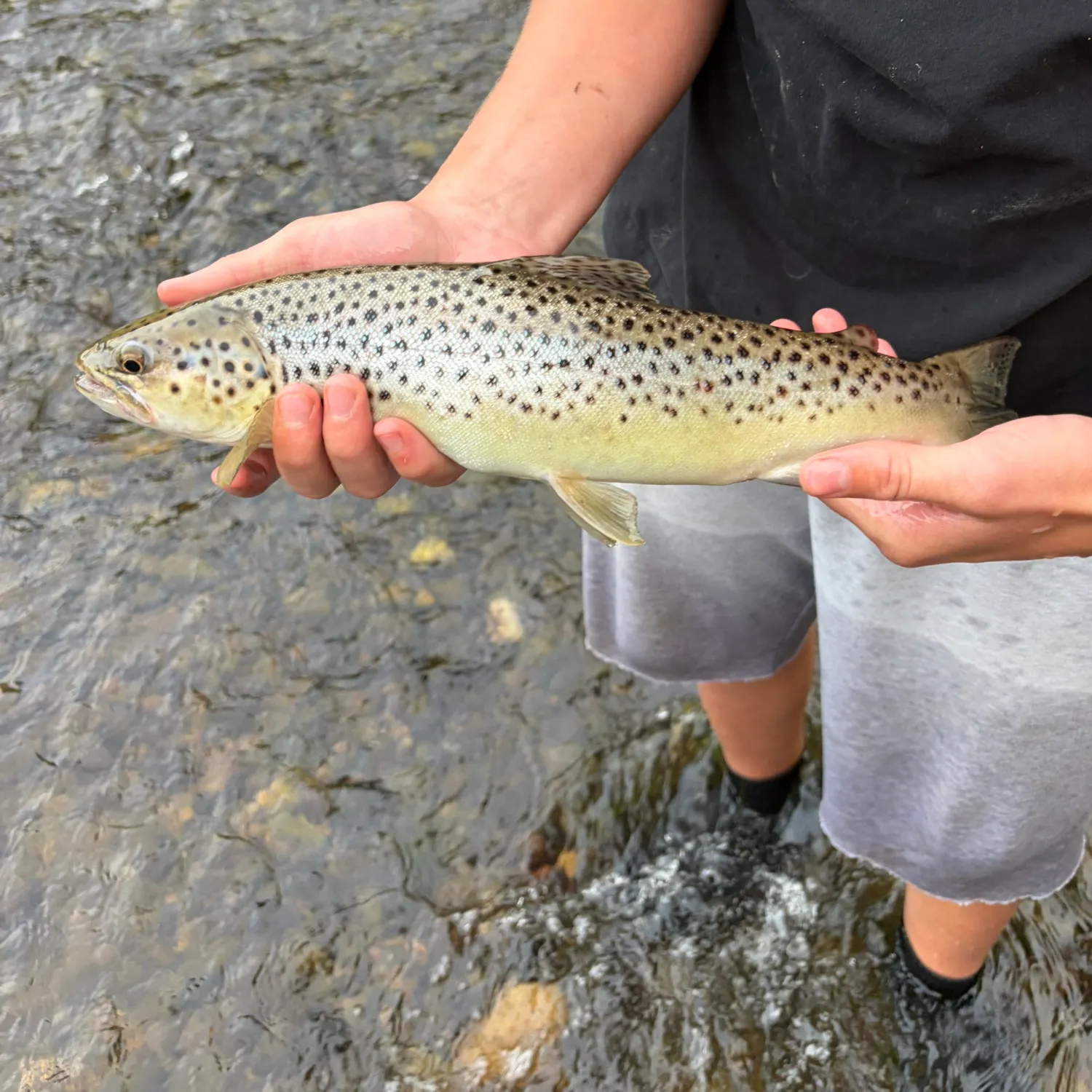 Fish caught on Fishbrain