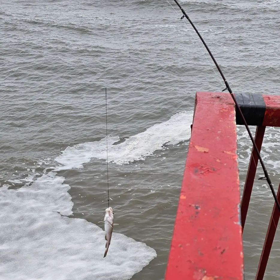 The most recent Whiting catches on Fishbrain