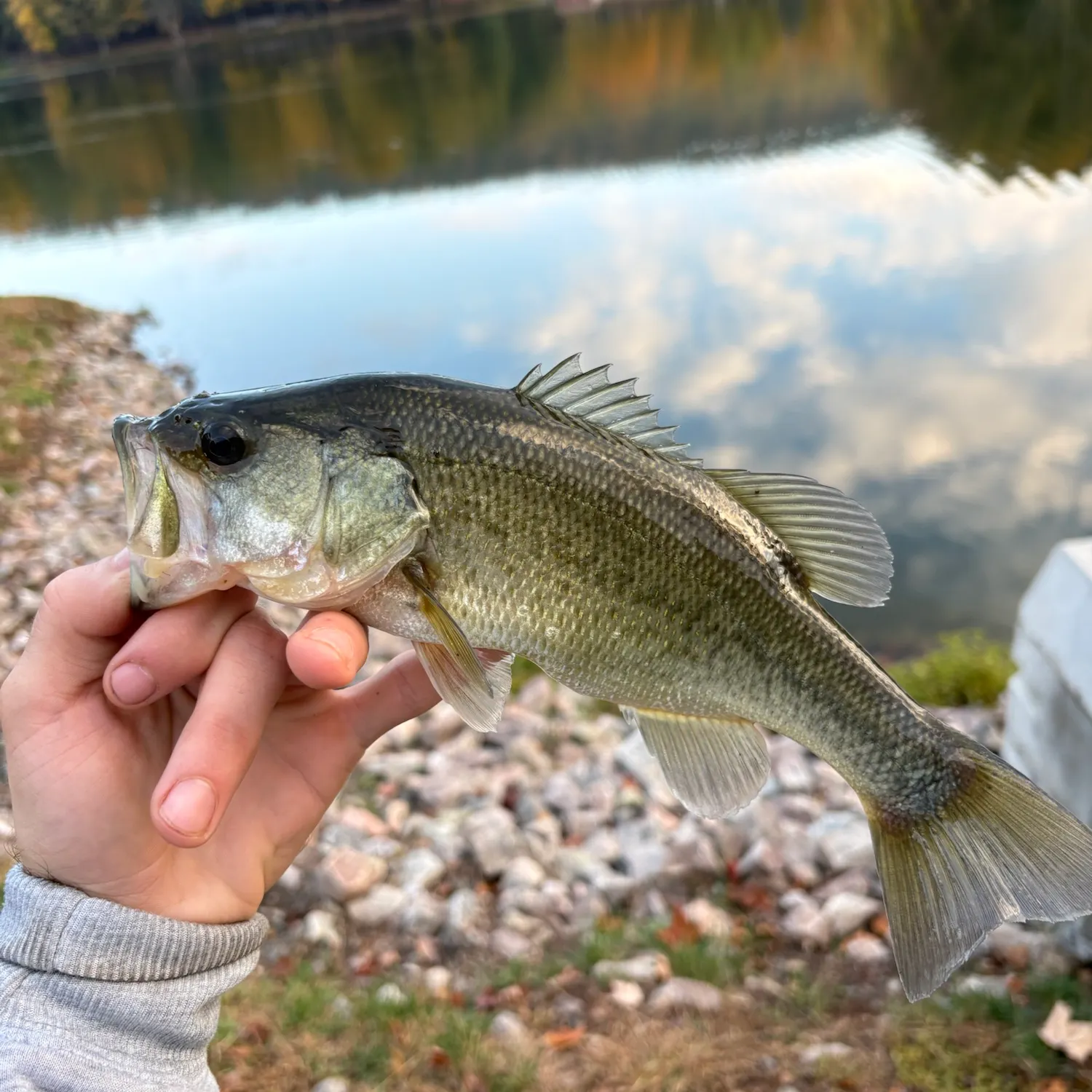 Largemouth bass caught on Fishbrain