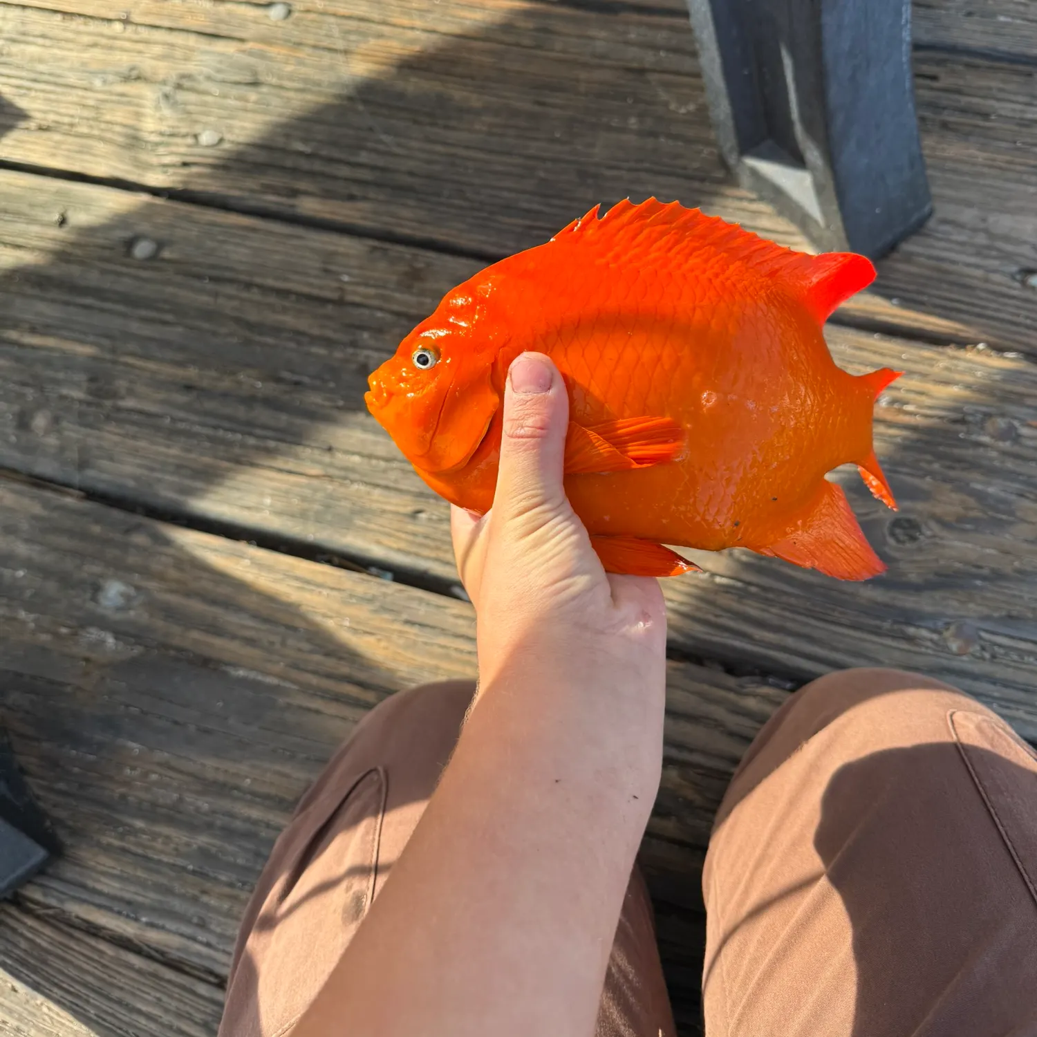 The most recent Garibaldi damselfish catches on Fishbrain