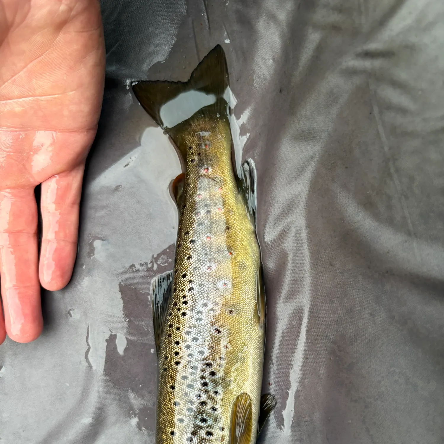 Brown trout caught on Fishbrain