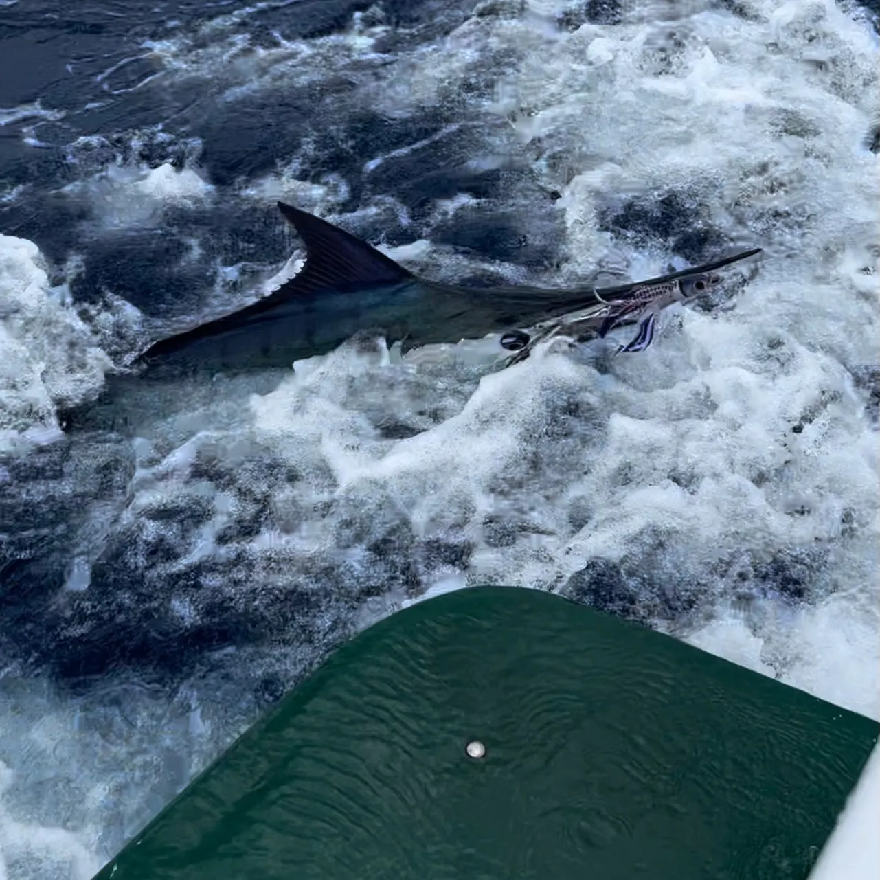 The most recent Atlantic blue marlin catches on Fishbrain