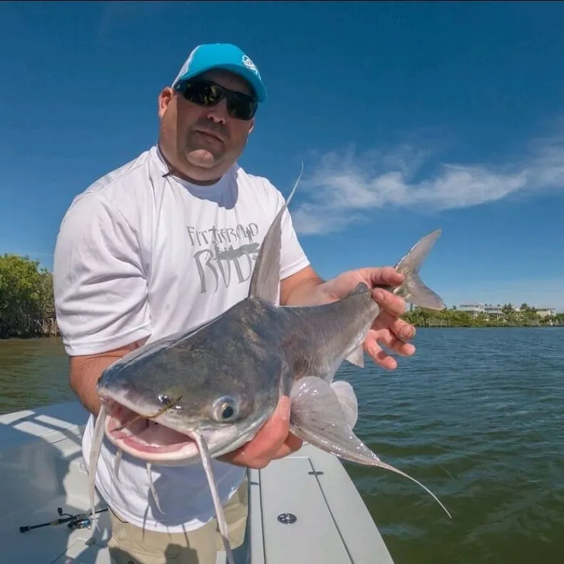 The most popular recent Gafftopsail sea catfish catch on Fishbrain