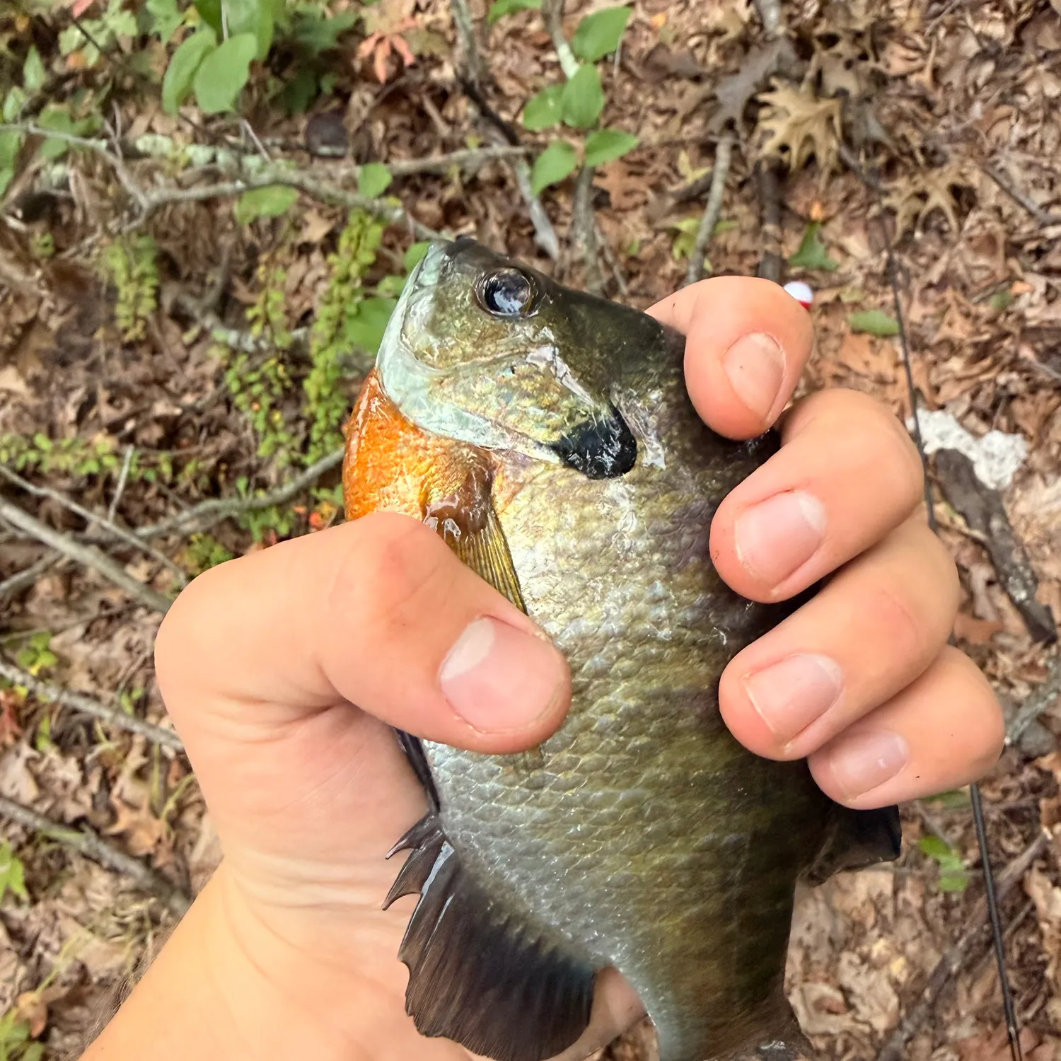 Bluegill caught on Fishbrain