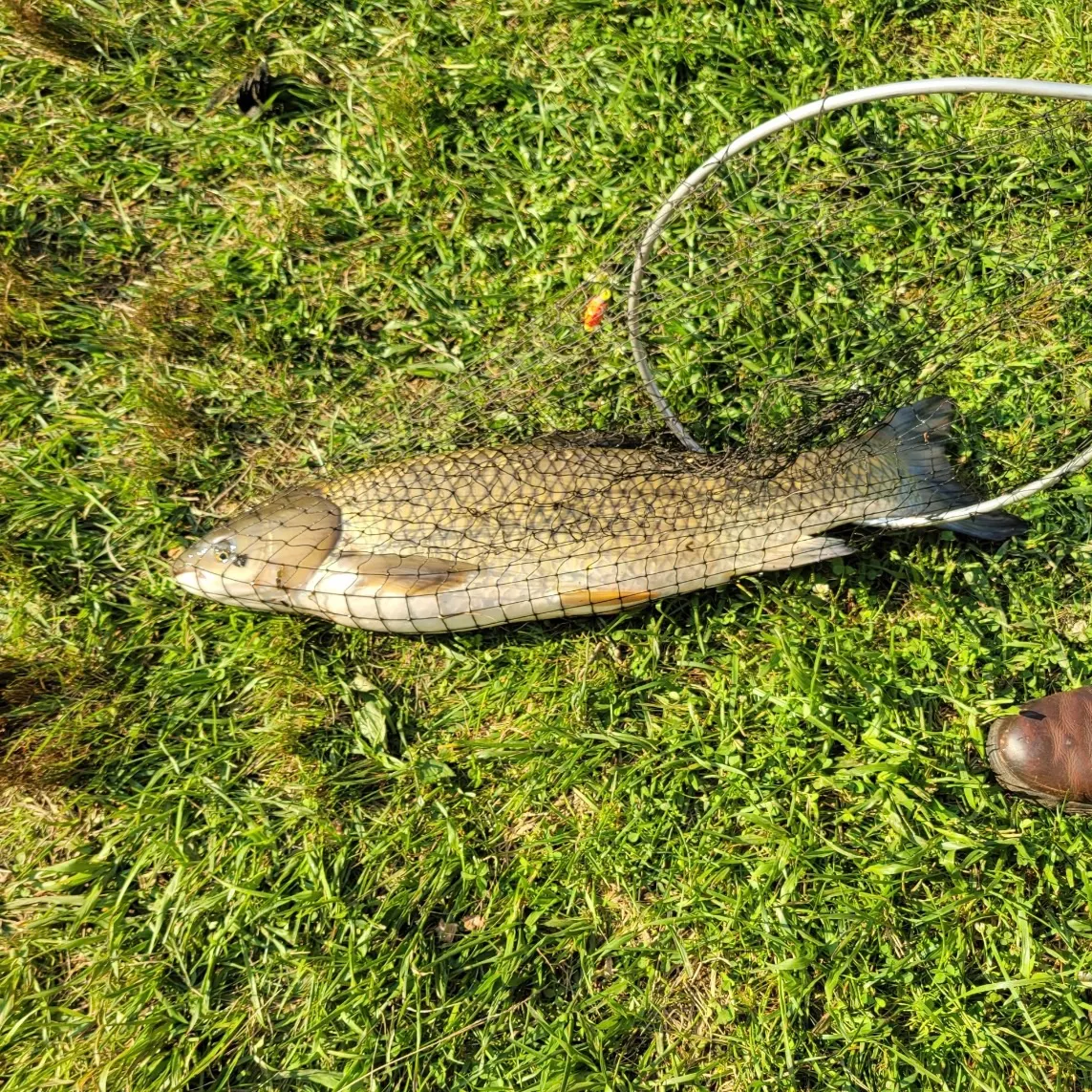 Golden redhorse caught on Fishbrain