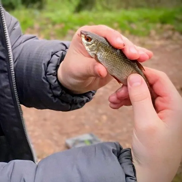 The most recent Common roach catches on Fishbrain