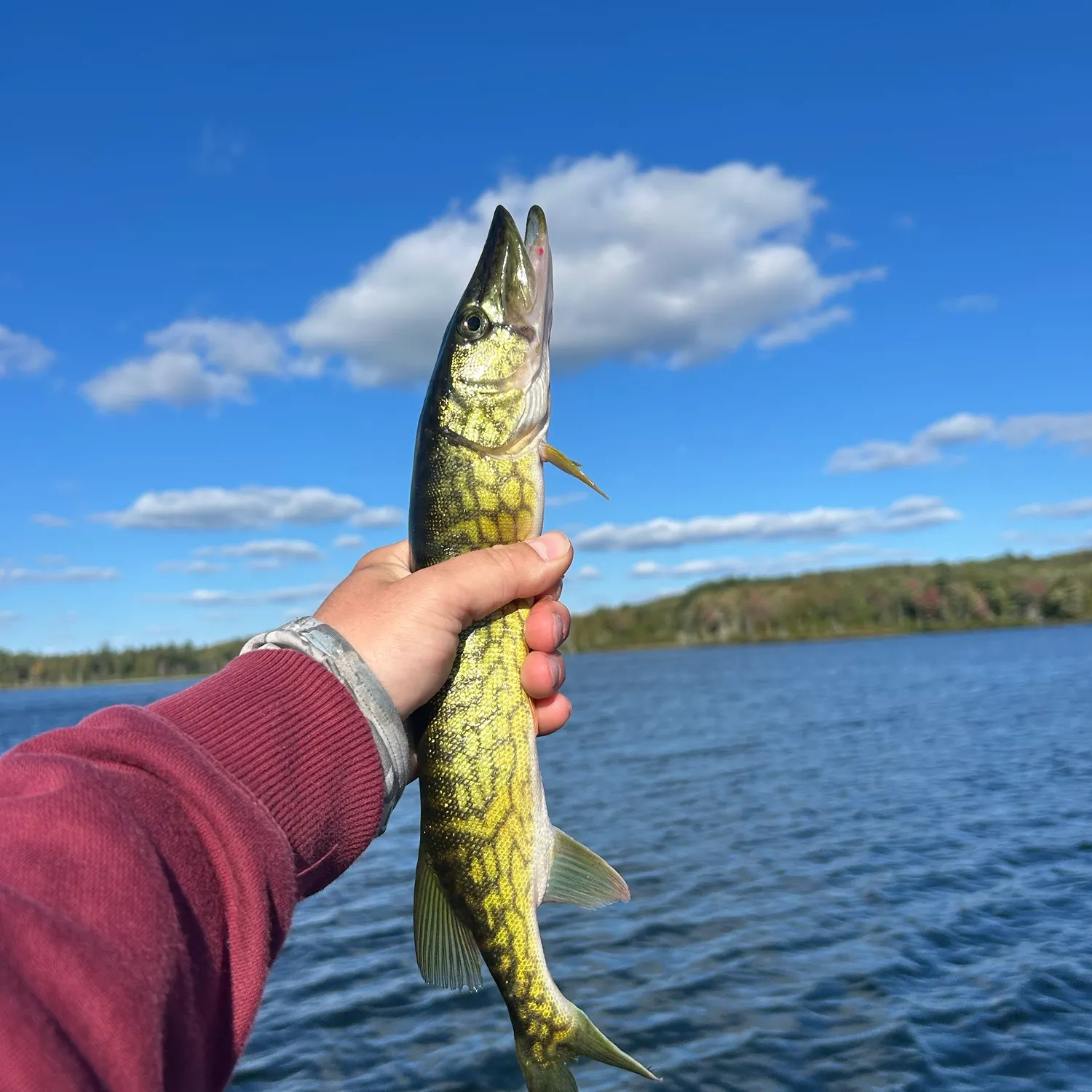 Chain pickerel caught on Fishbrain