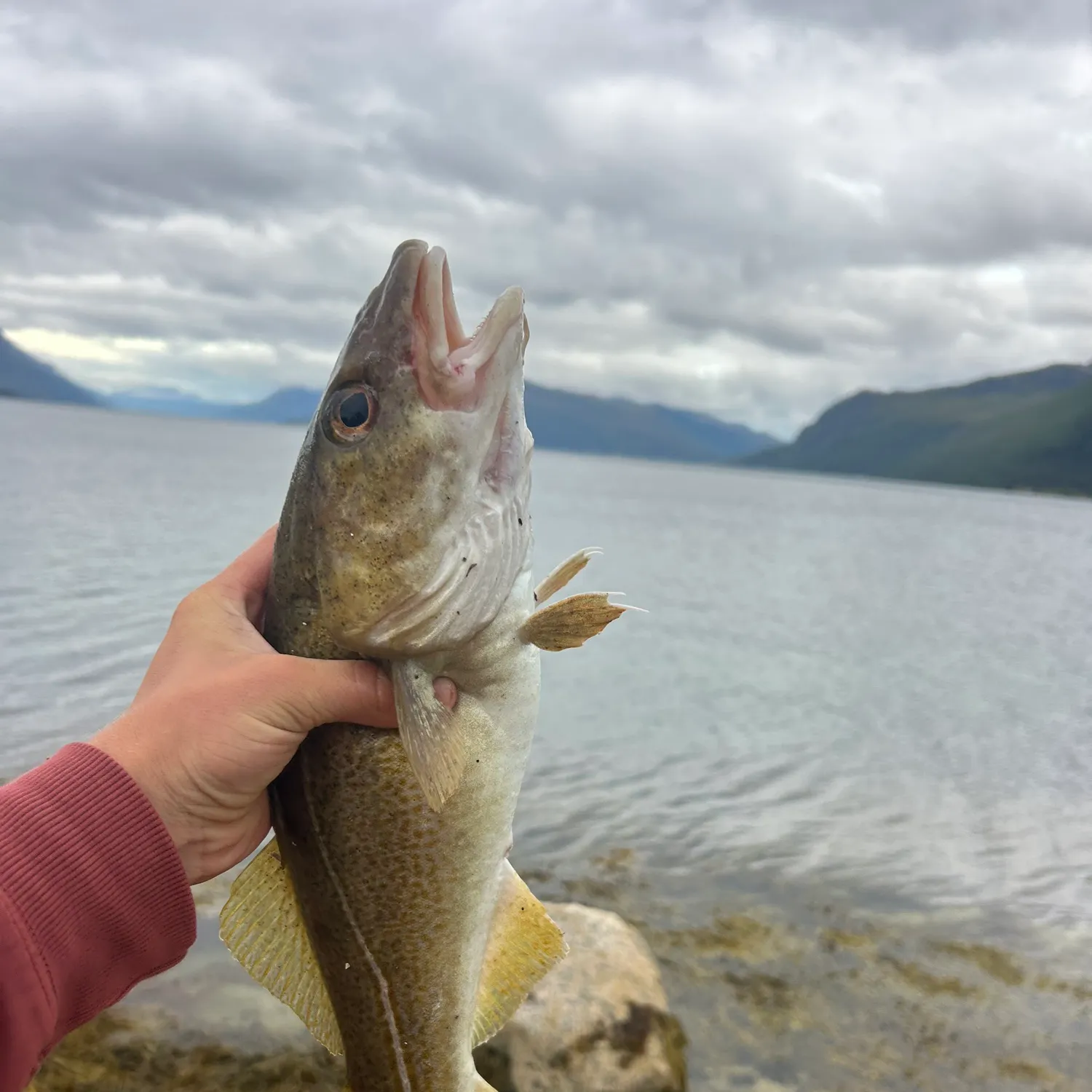 Atlantic cod caught on Fishbrain