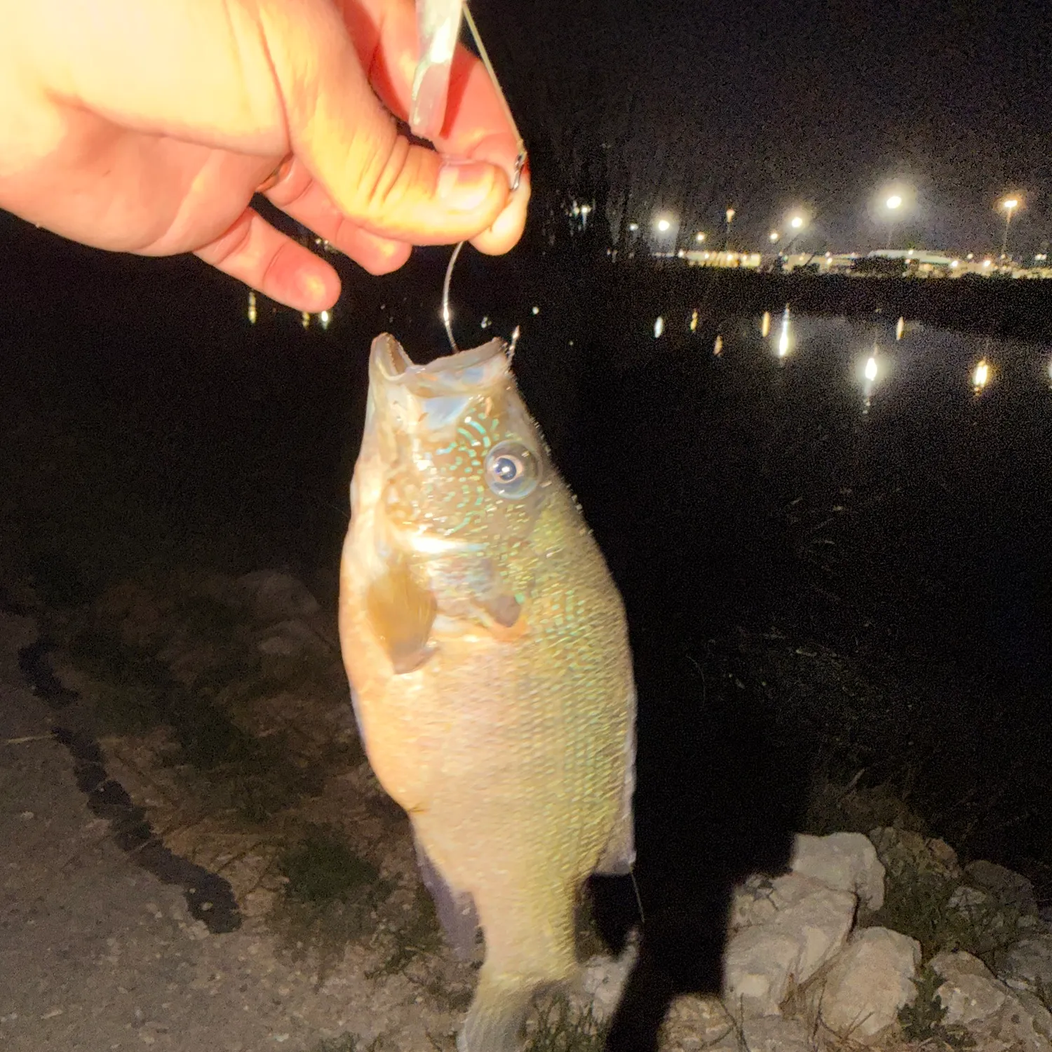 Green sunfish caught on Fishbrain
