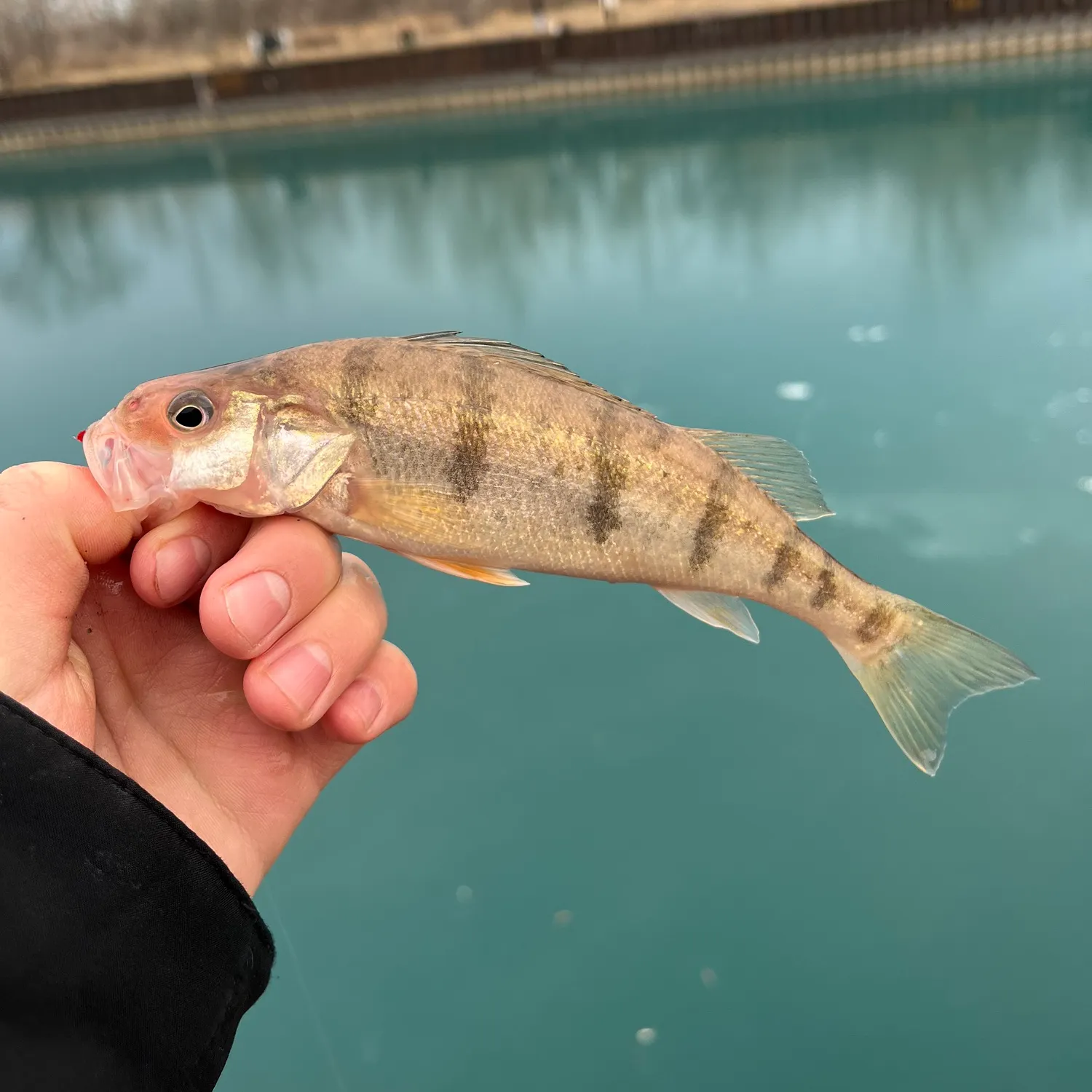The most recent Yellow perch catches on Fishbrain