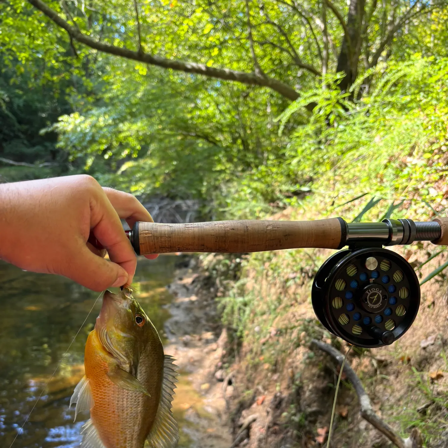 Redbreast sunfish caught on Fishbrain
