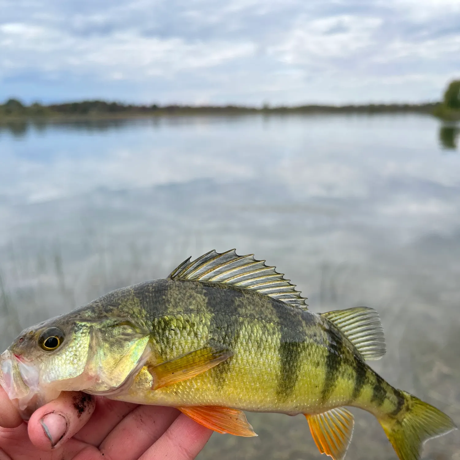 Yellow perch caught on Fishbrain