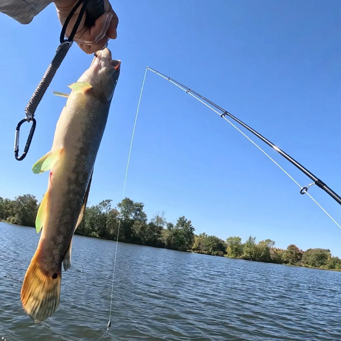 Eyetail bowfin caught on Fishbrain