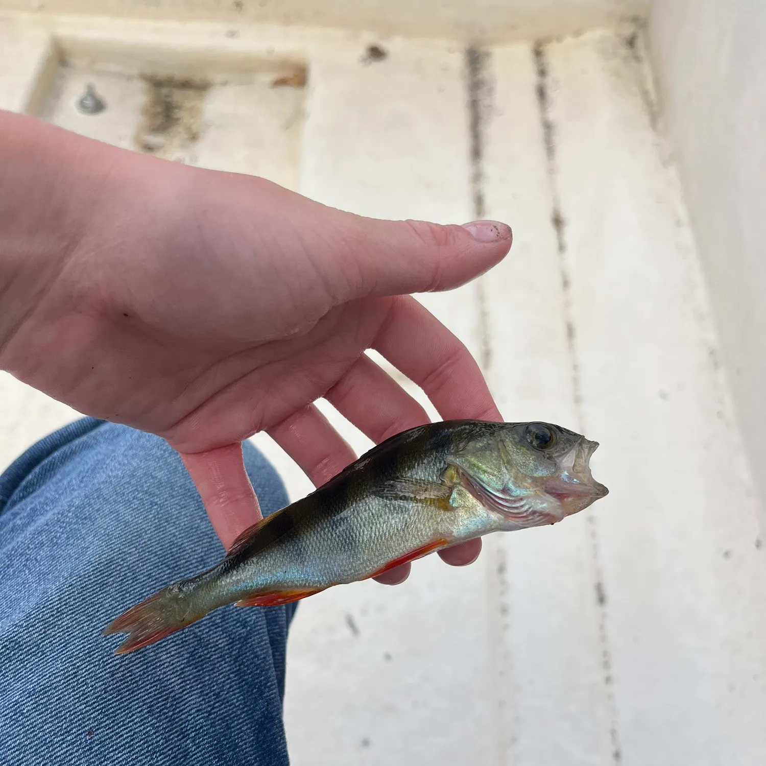 European perch caught on Fishbrain