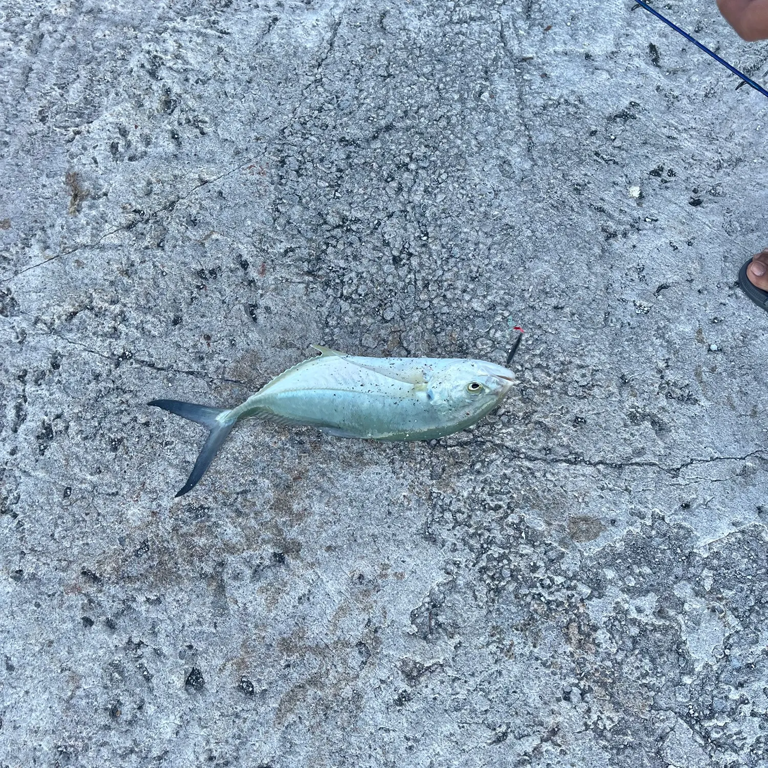 Fish caught on Fishbrain