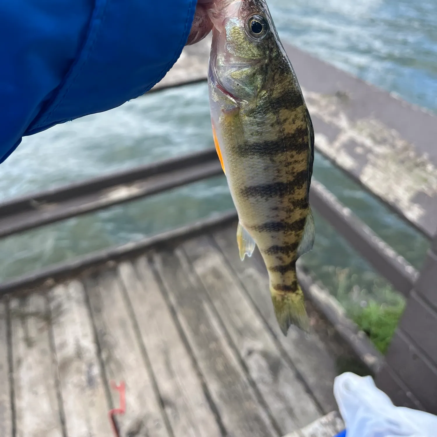Yellow perch caught on Fishbrain