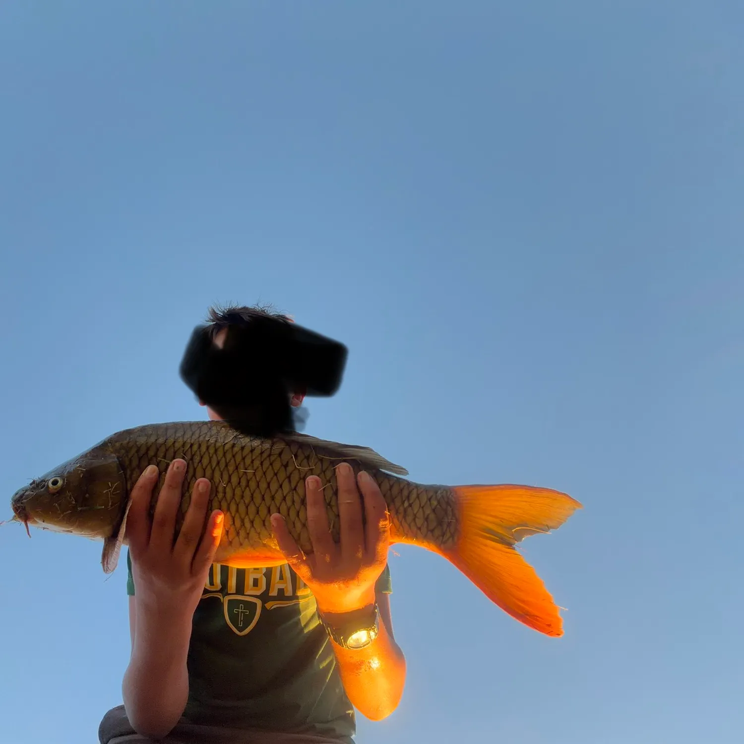 Common carp caught on Fishbrain