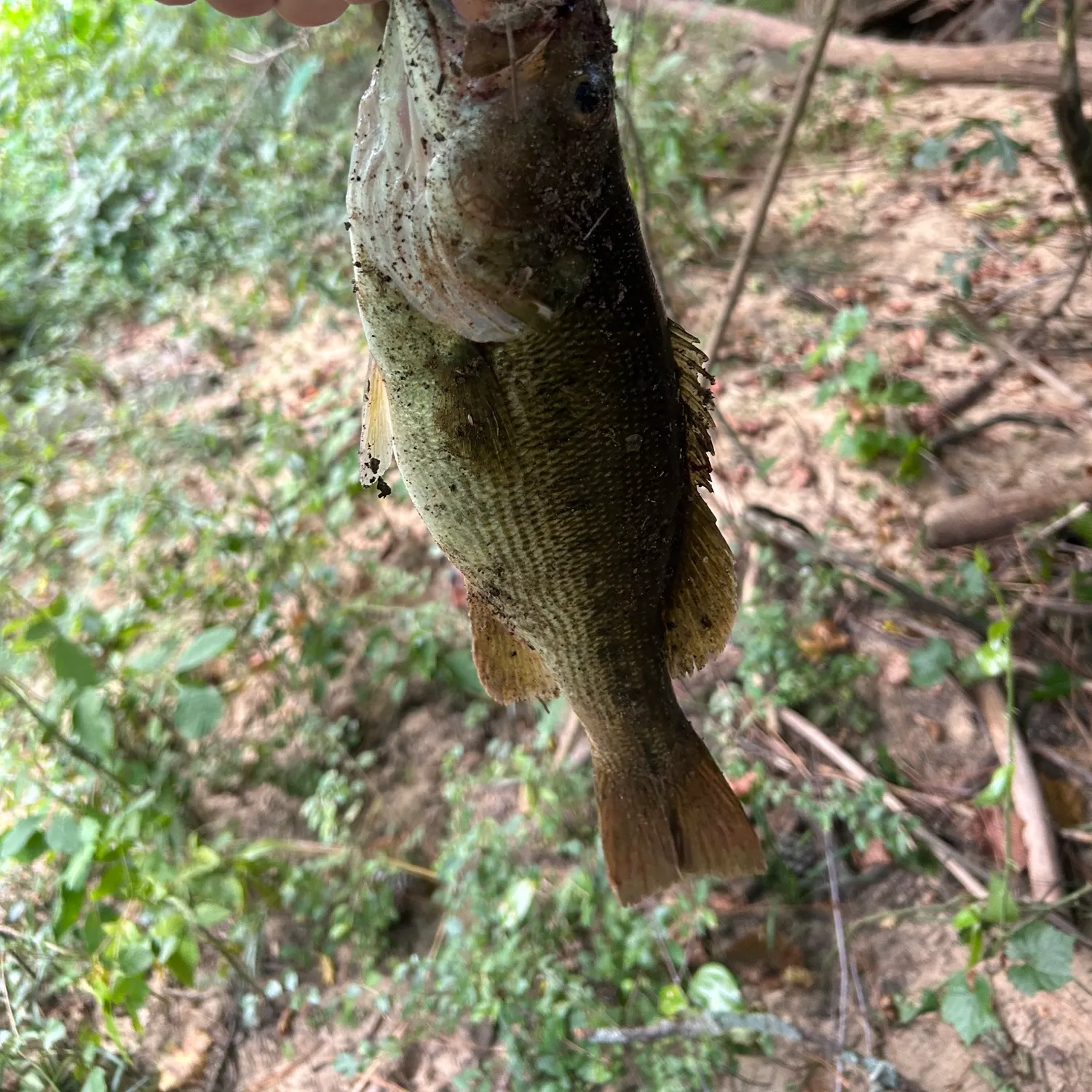 Spotted bass caught on Fishbrain