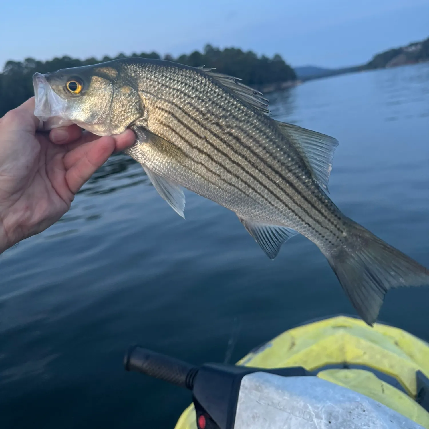 Wiper caught on Fishbrain