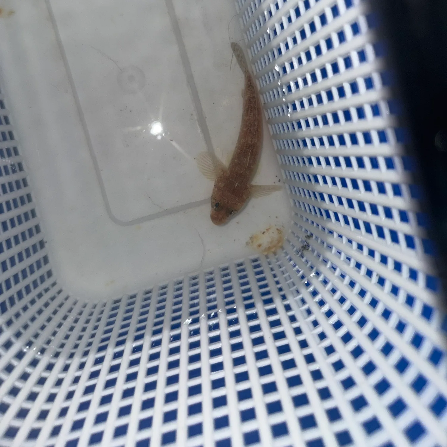 Fish caught on Fishbrain