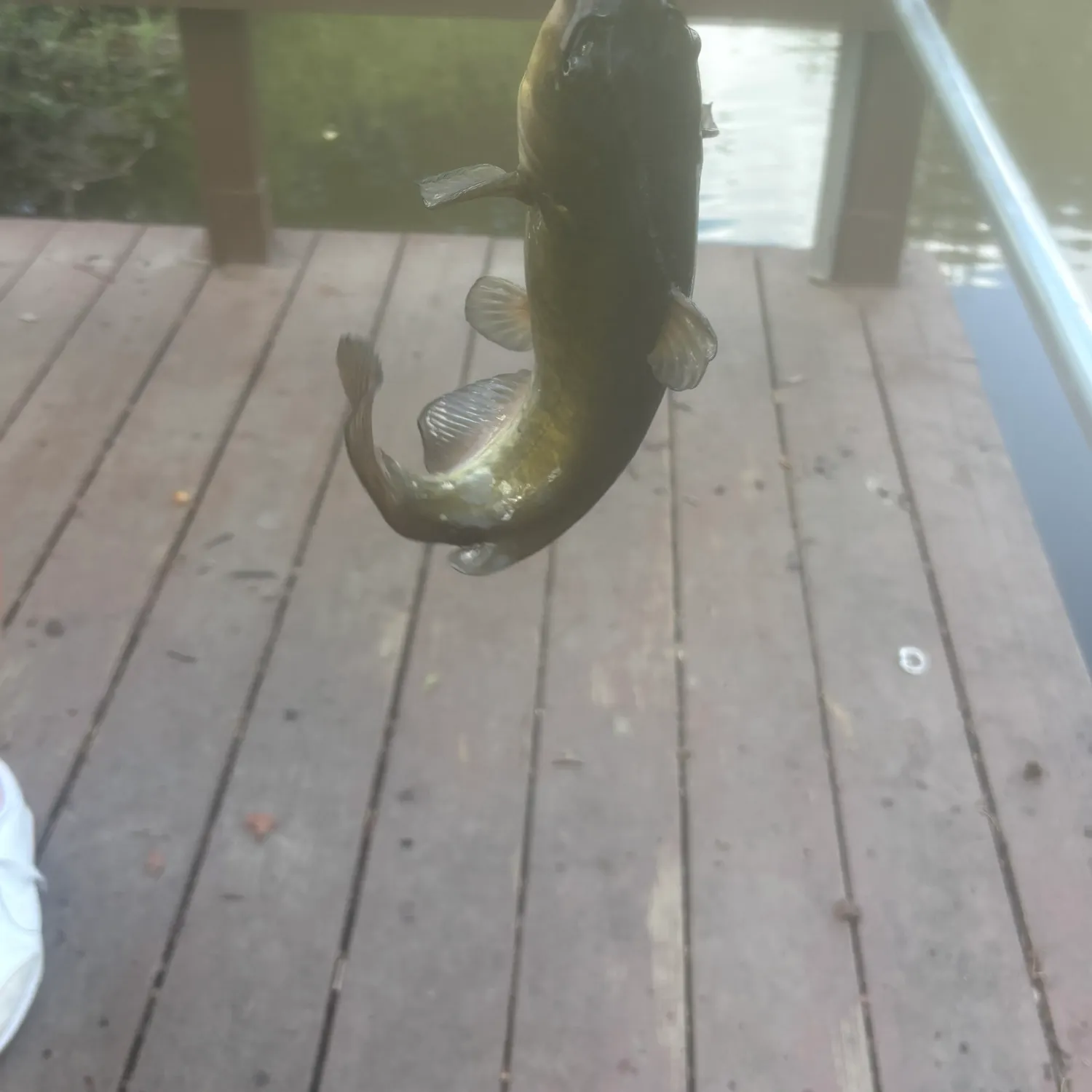 Brown bullhead caught on Fishbrain