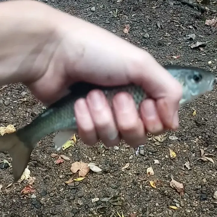 Fallfish caught on Fishbrain