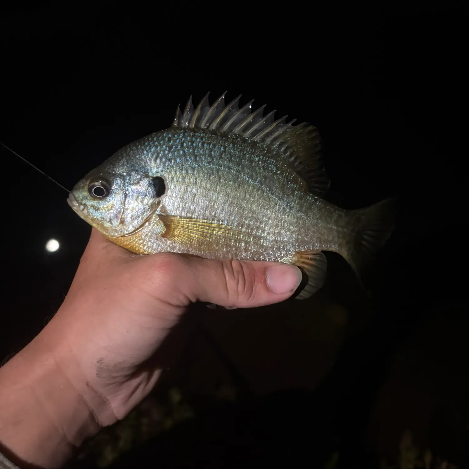 The most recent Redear x bluegill catches on Fishbrain