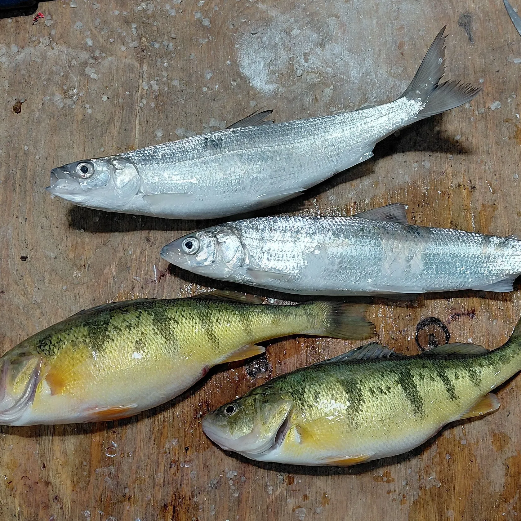 The most recent Northern cisco catches on Fishbrain