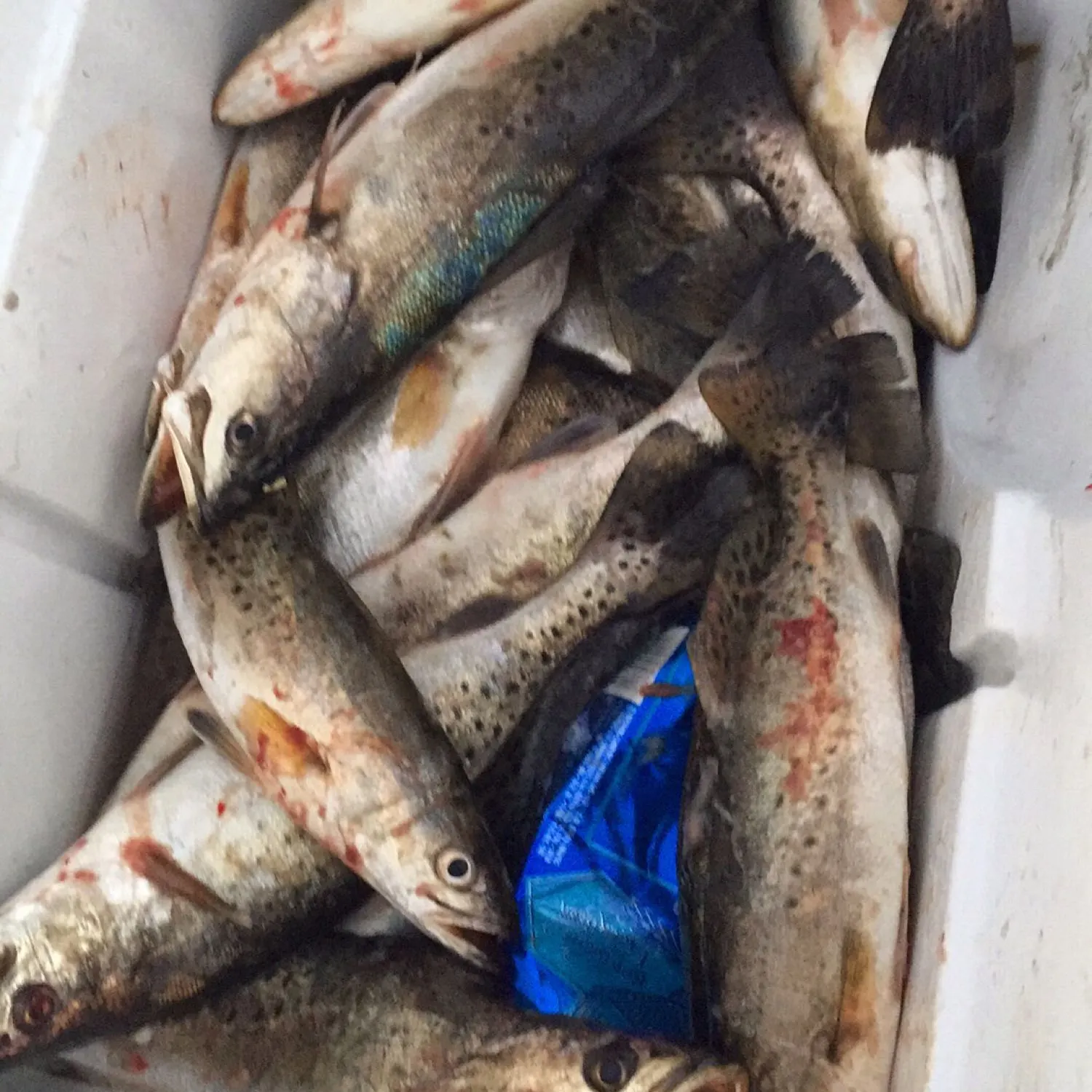 recently logged catches