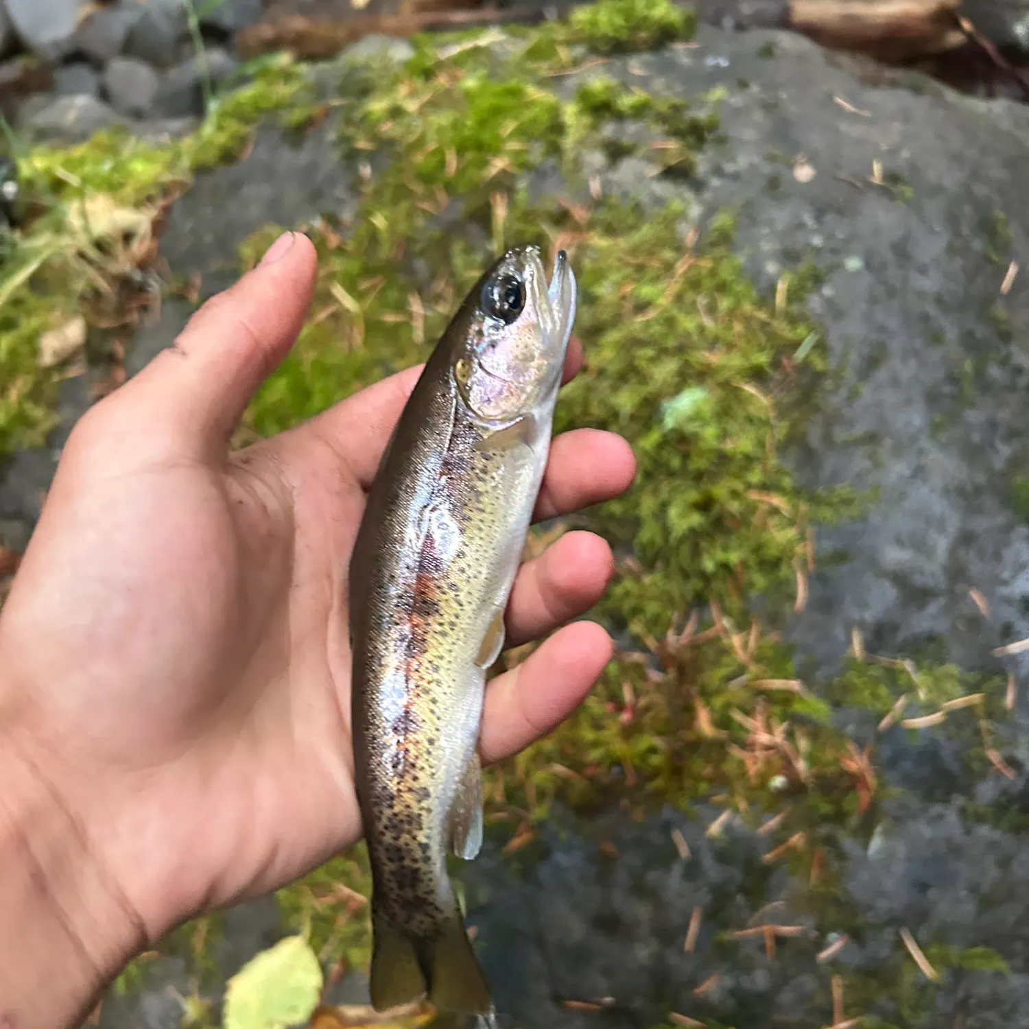 Rainbow trout caught on Fishbrain