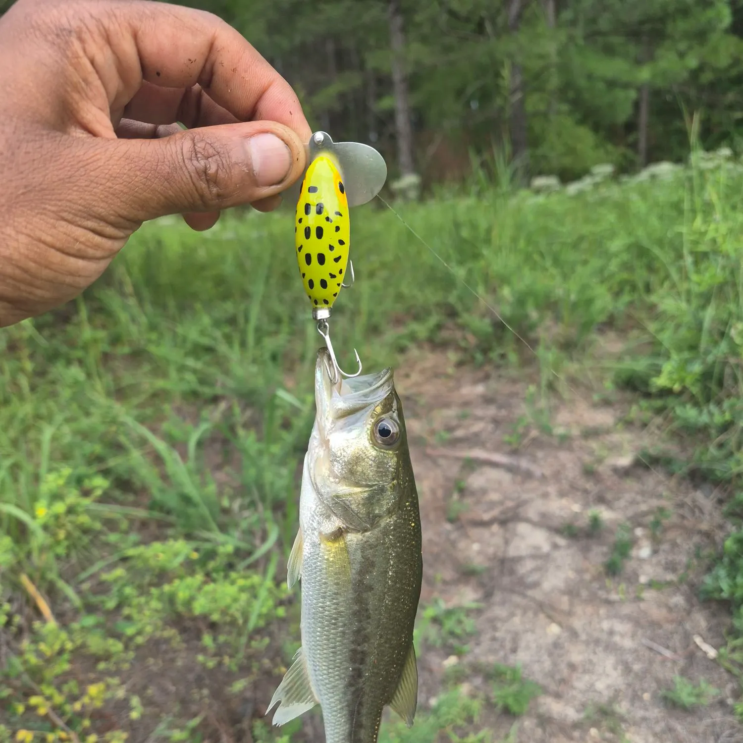 Largemouth bass caught on Fishbrain