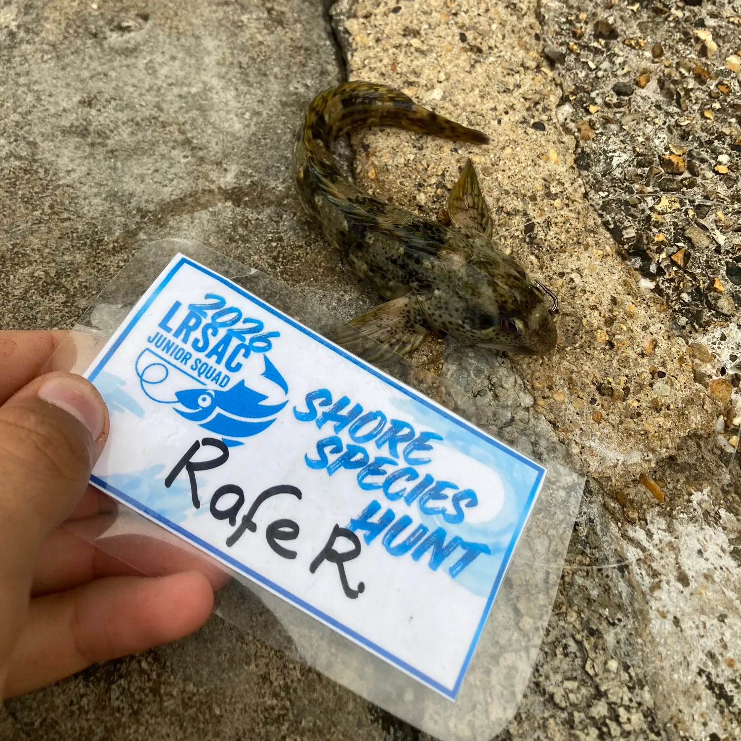 The most recent Shanny catches on Fishbrain