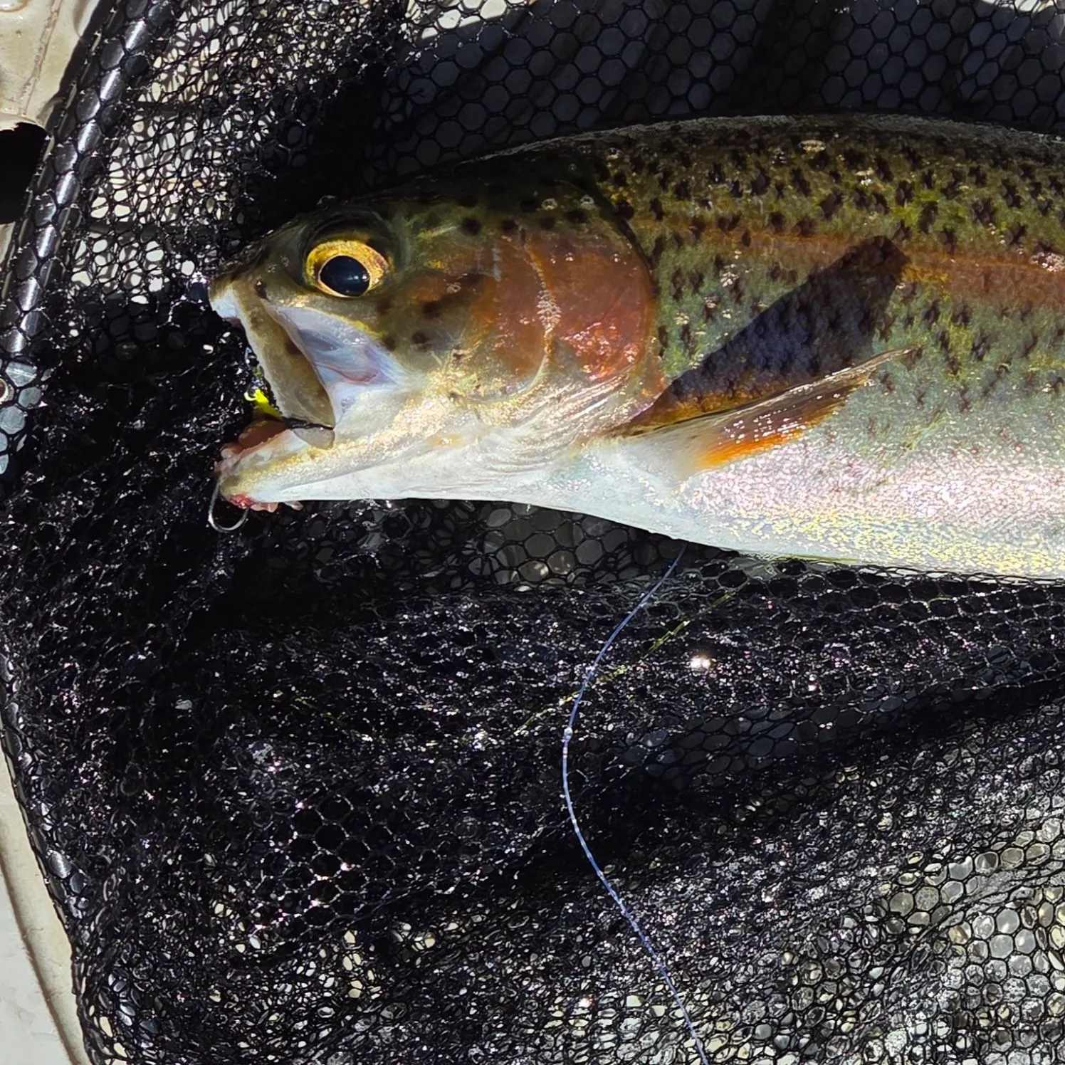 Cutbow caught on Fishbrain