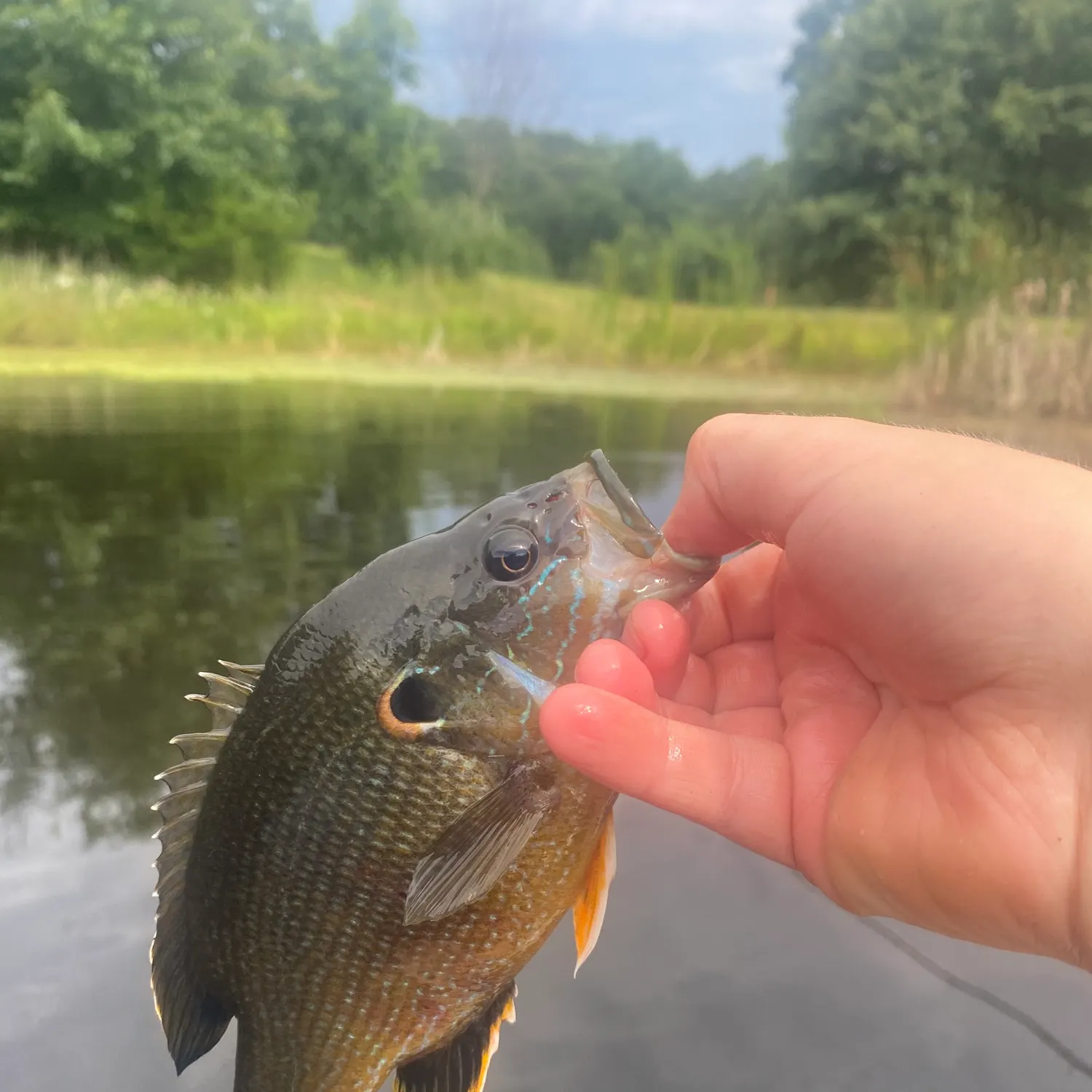 The most recent Green sunfish catches on Fishbrain