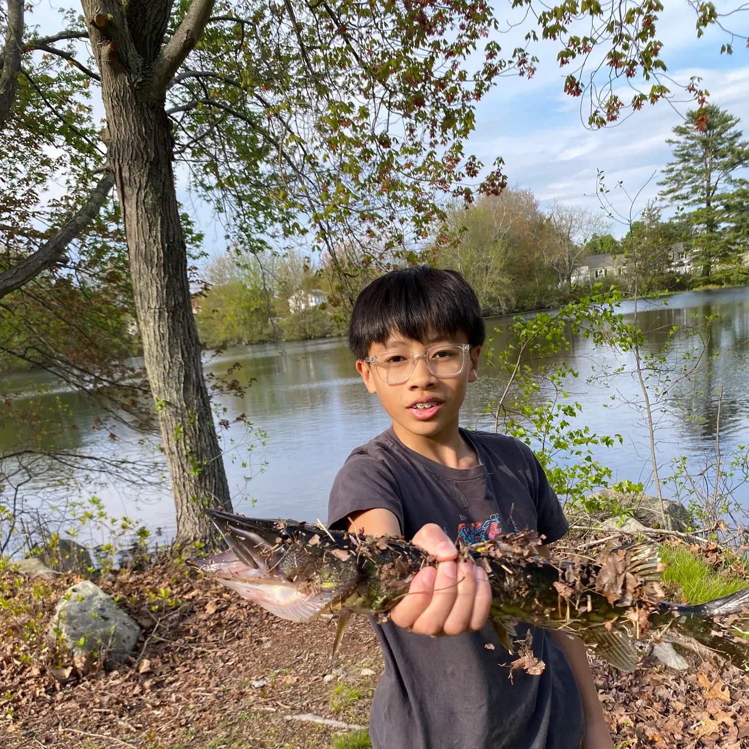 Chain pickerel caught on Fishbrain