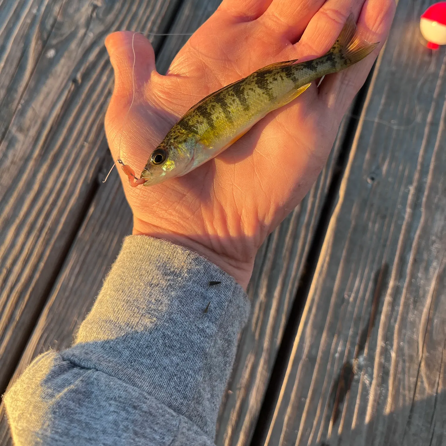 Yellow perch caught on Fishbrain
