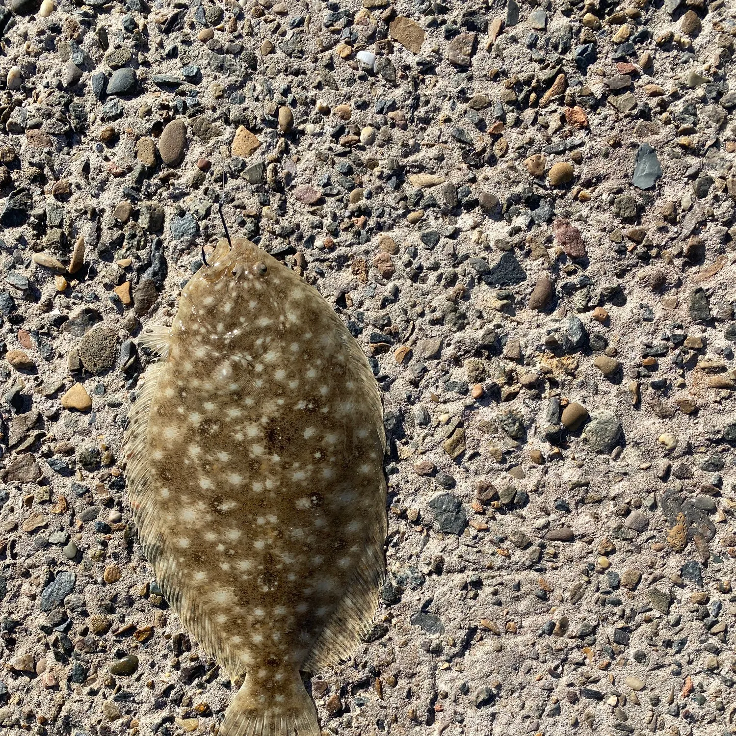 The most recent Smalltooth flounder catches on Fishbrain