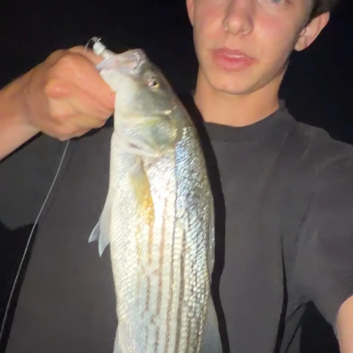 The most recent Striped bass catches on Fishbrain