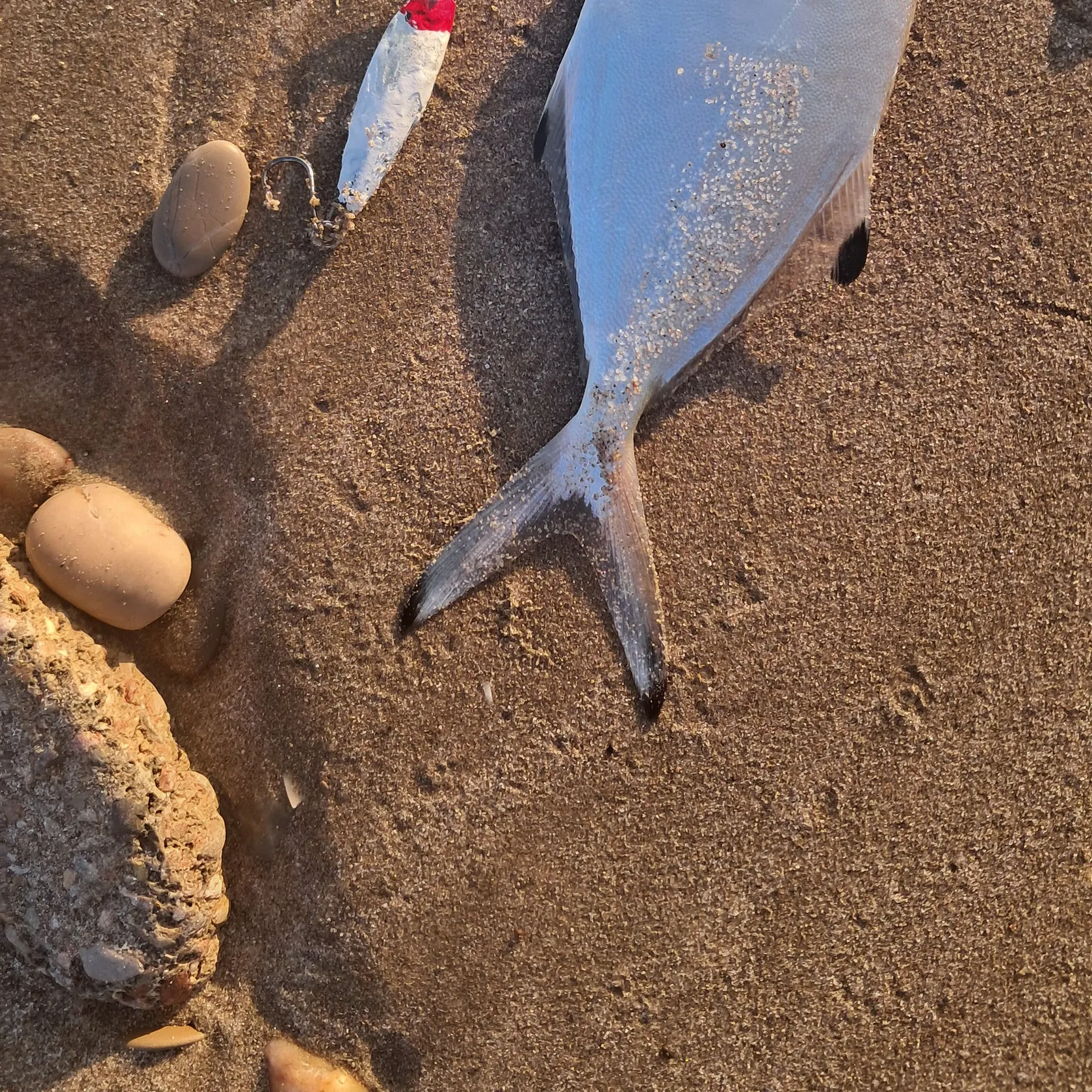 The most recent Derbio pompano catches on Fishbrain